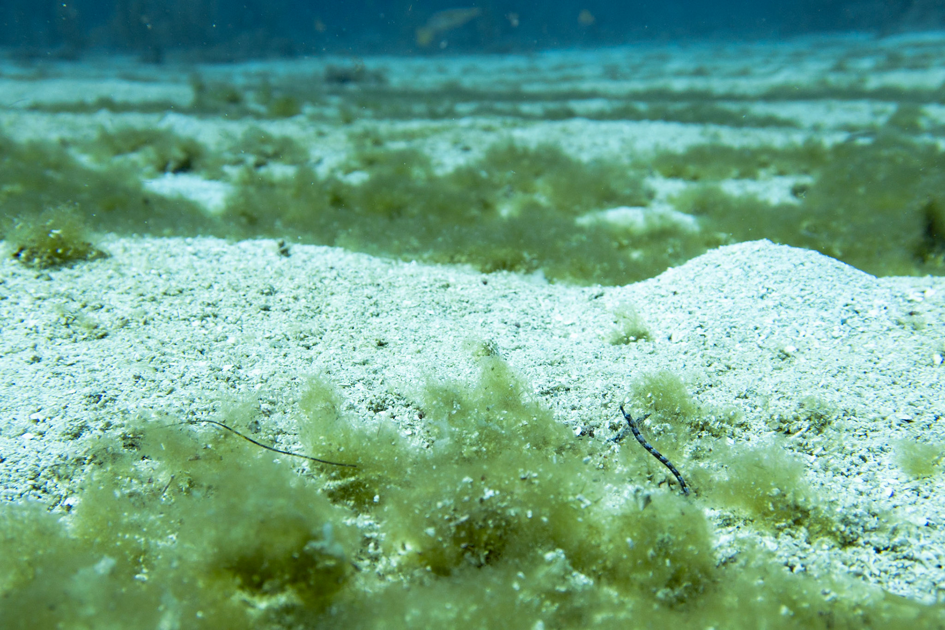 Pipefish