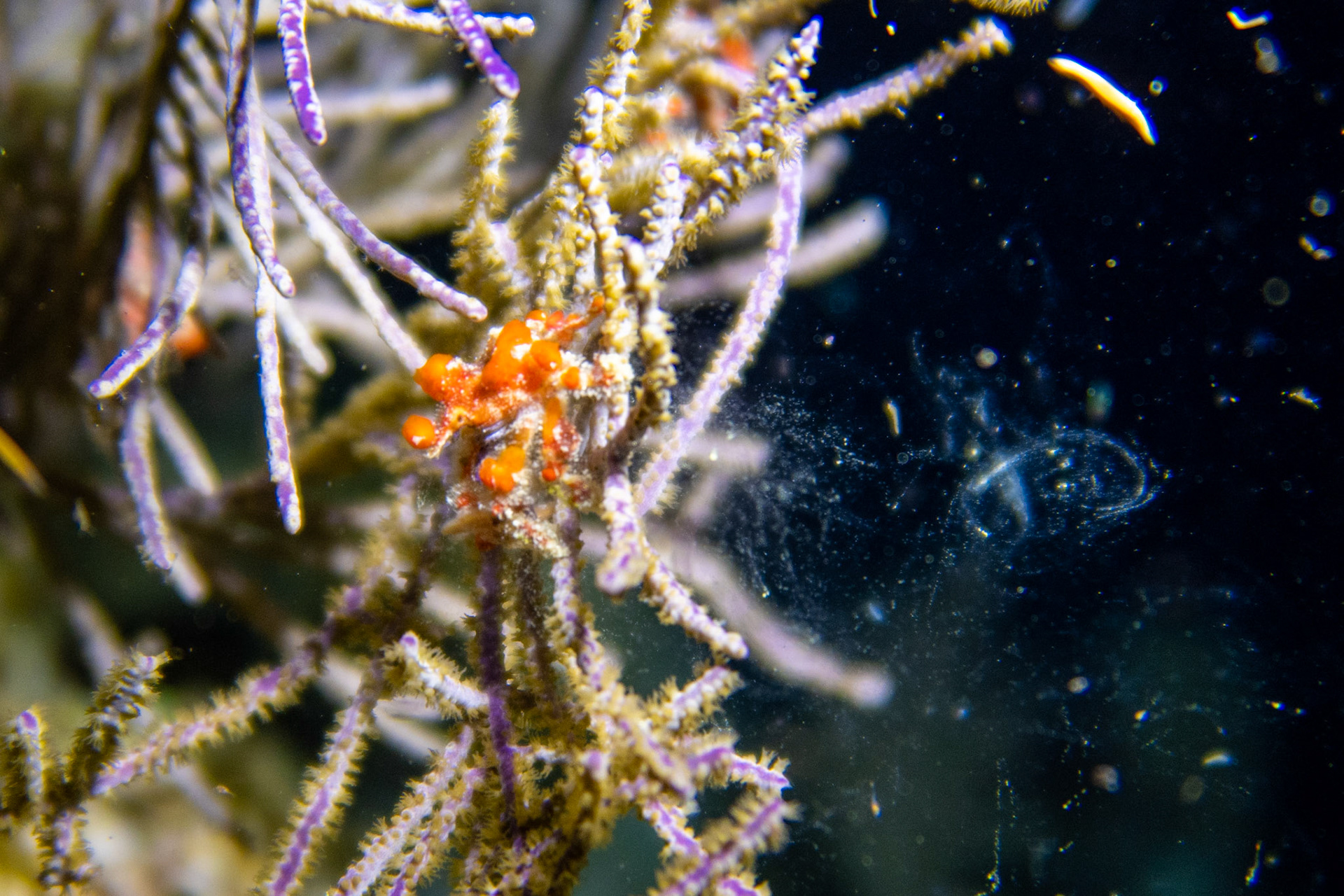 Cryptic Teardrop Crab - eating a sea worm
