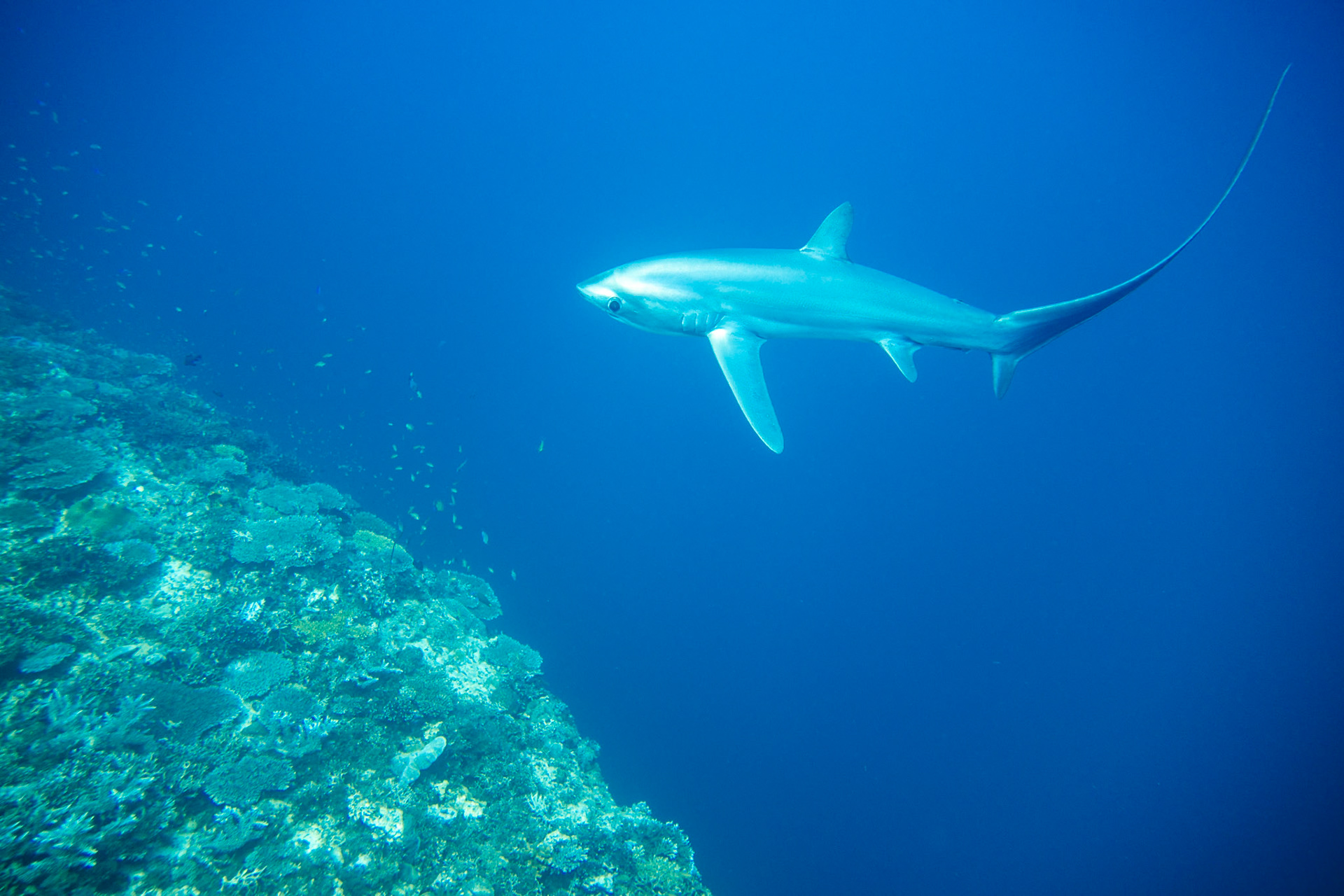 Thresher shark