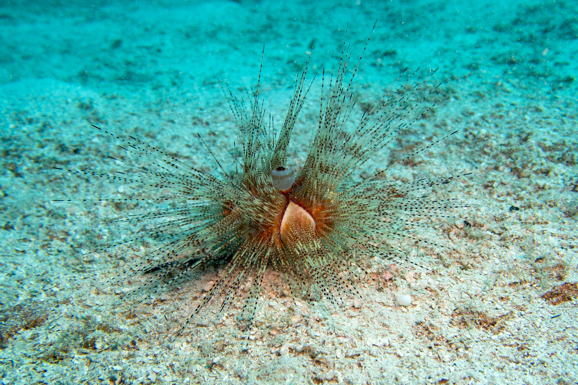 Magnificent Urchin