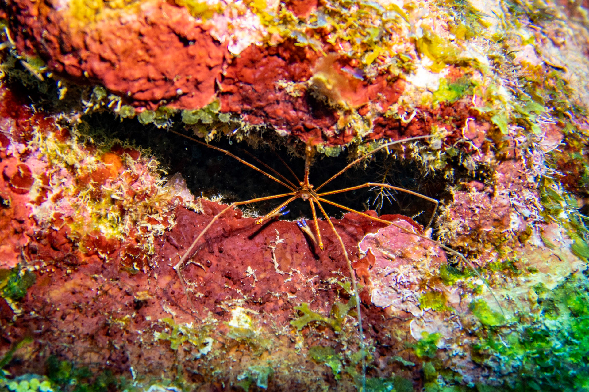 Arrow Crab