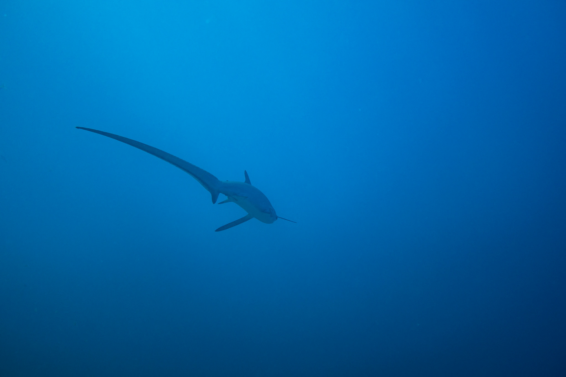 Thresher shark