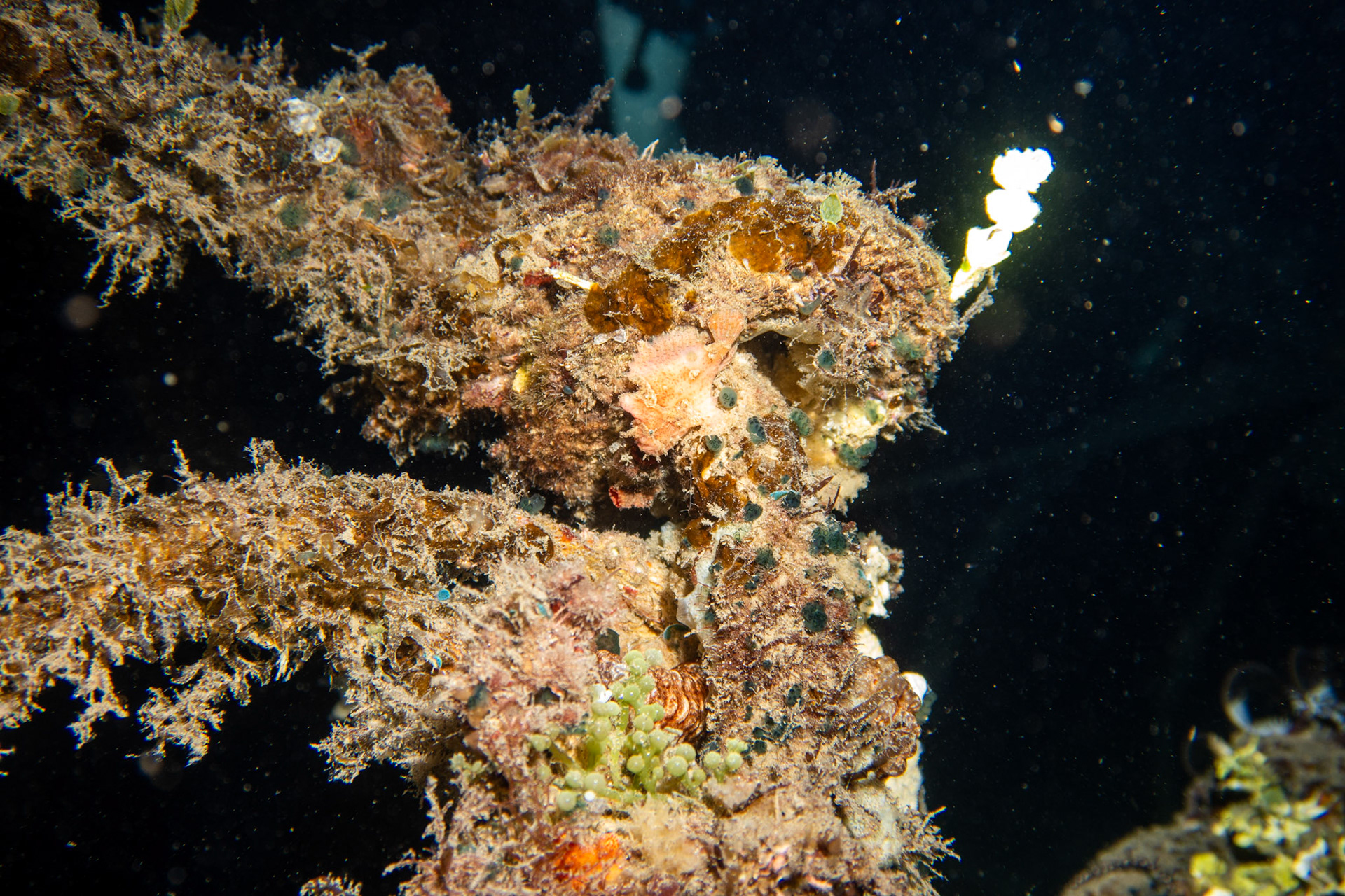 Spotted frogfish