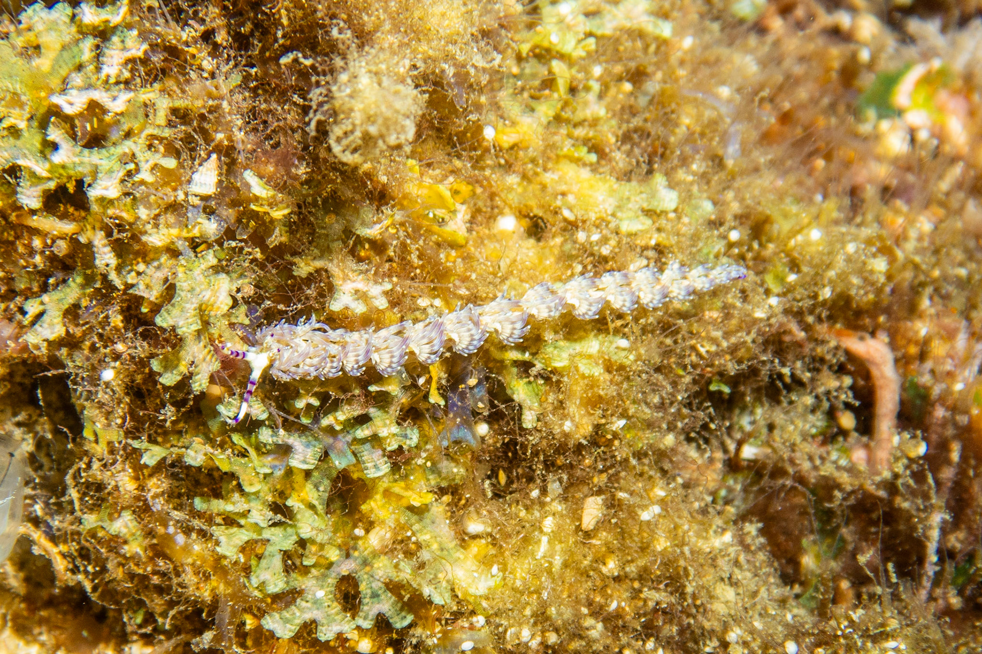 Nudibranch pteraeolidia semperi (I think?)