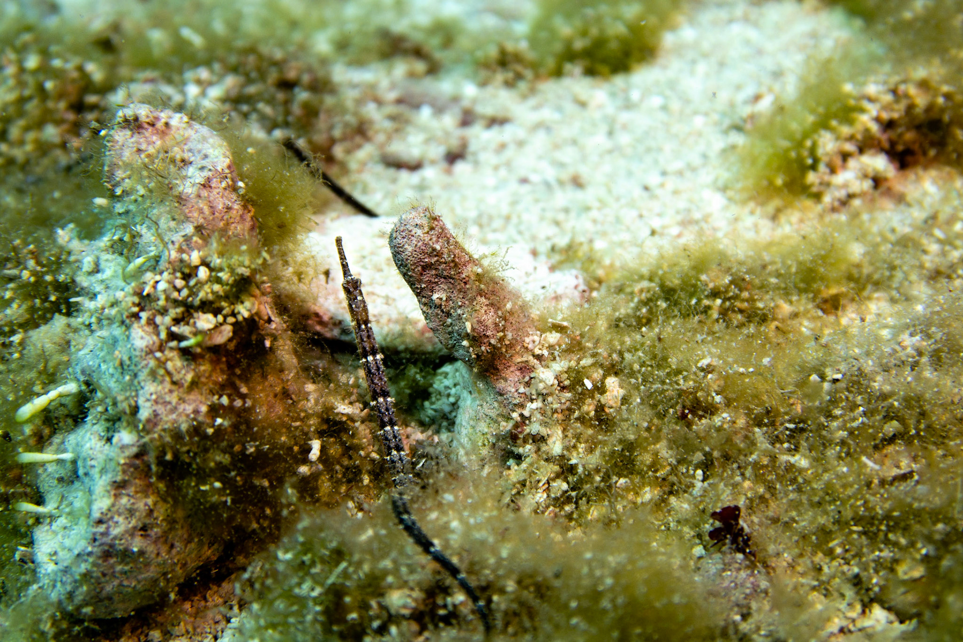Pipefish