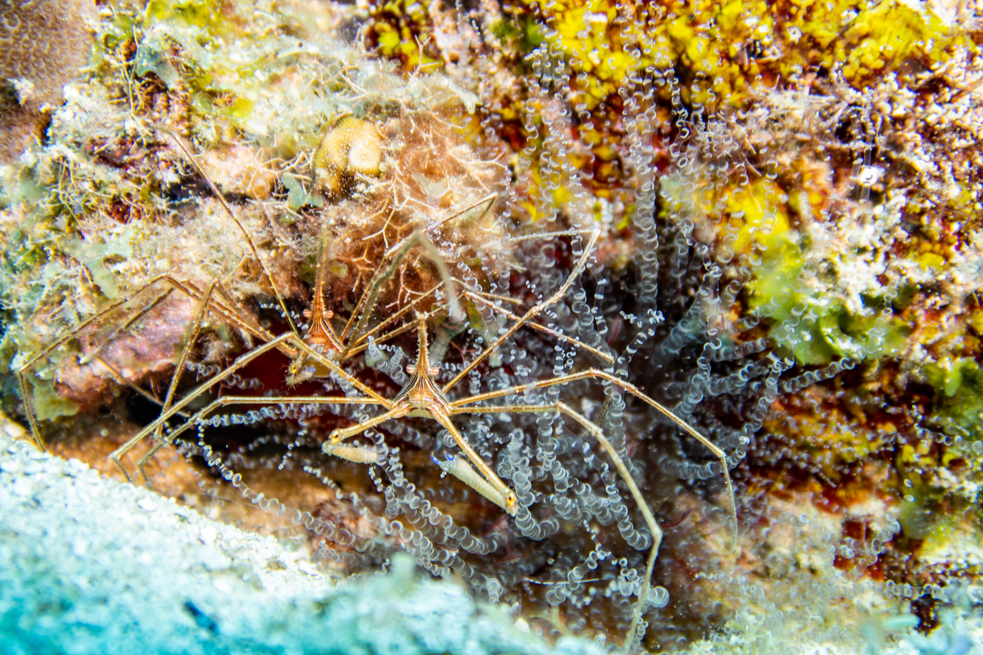 Arrow Crabs