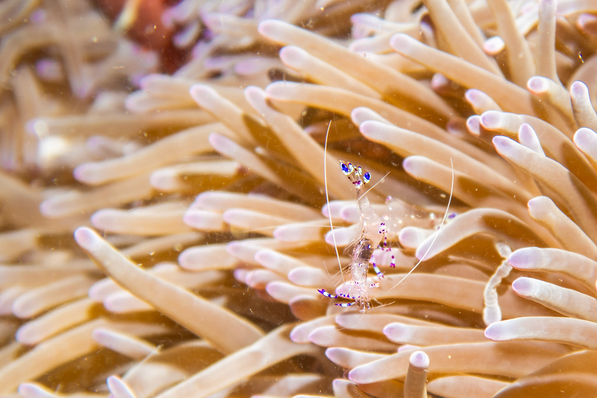 Holthuis anemone shrimp