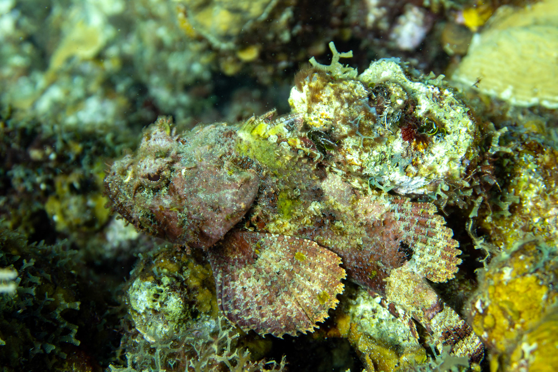 Stonefish