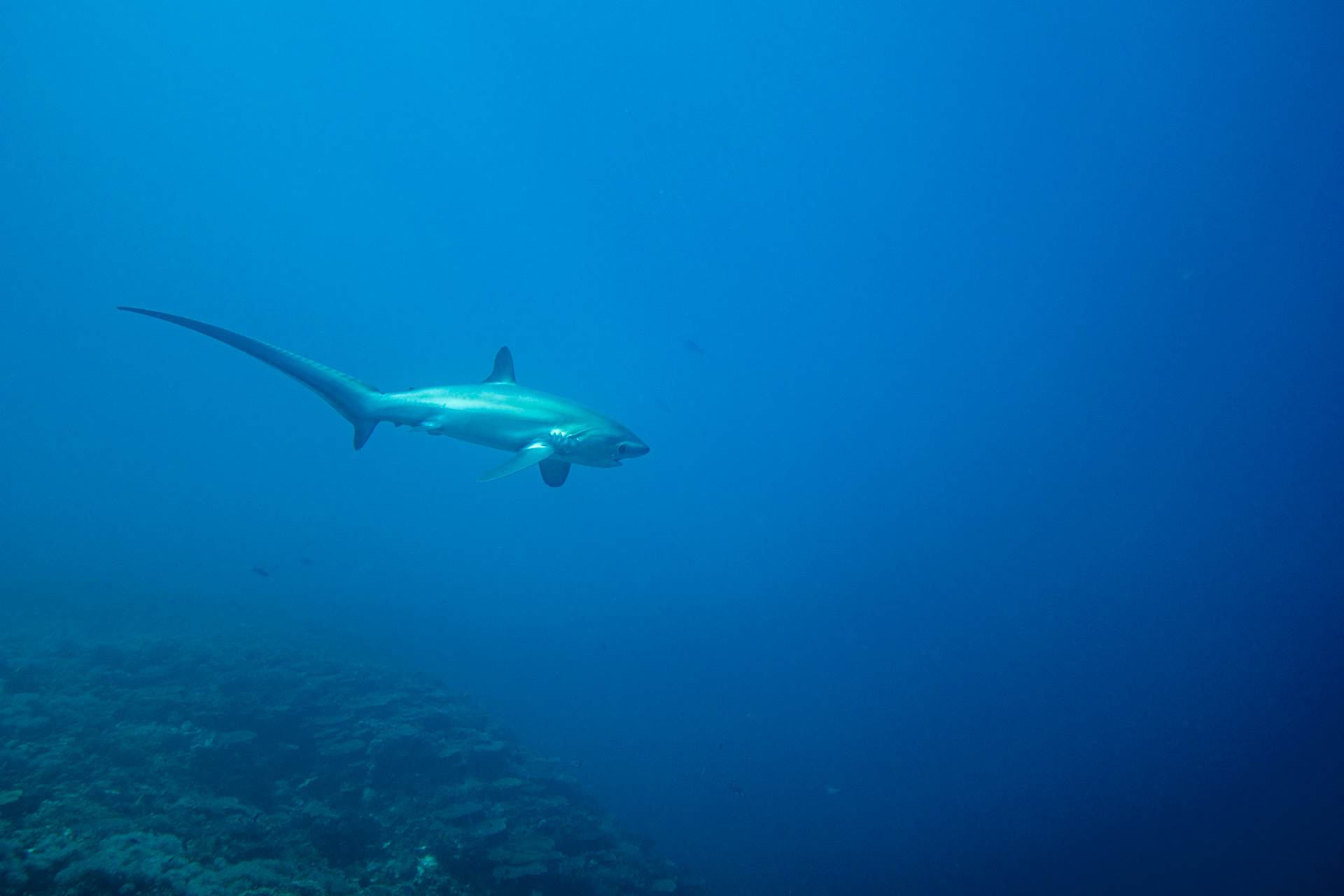 Thresher shark