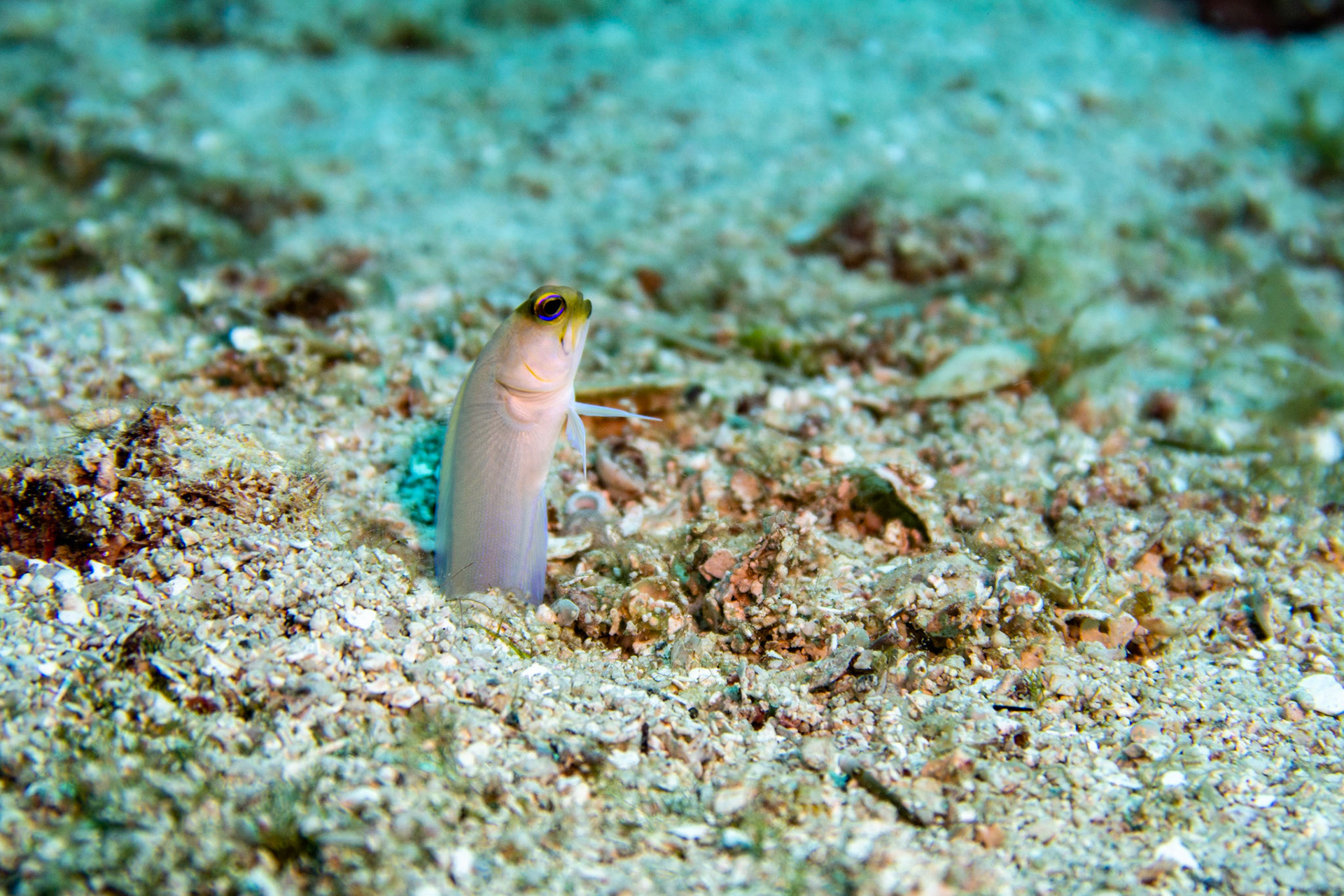 Yellow-headed Jawfish