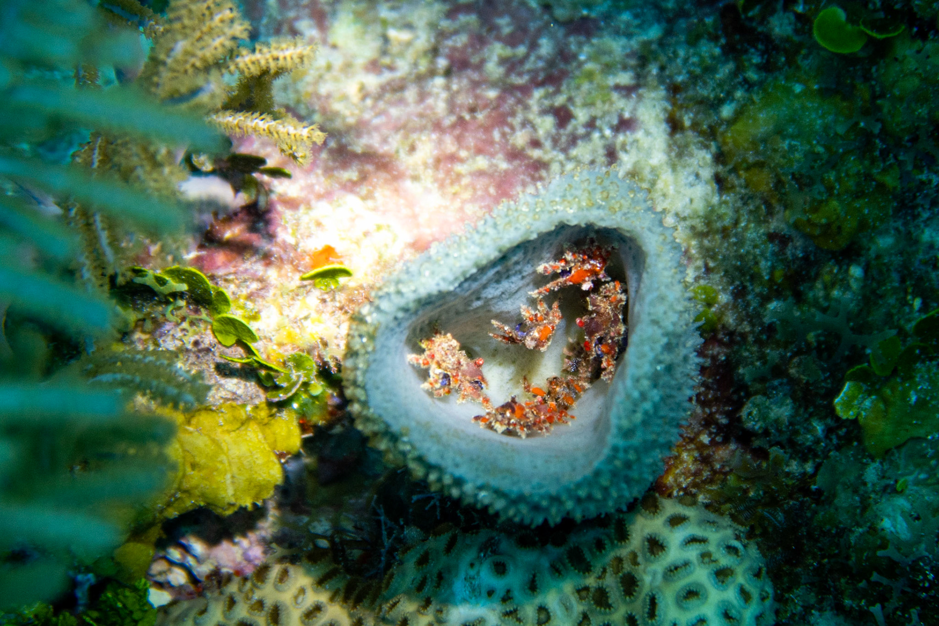 Cryptic Teardrop Crab