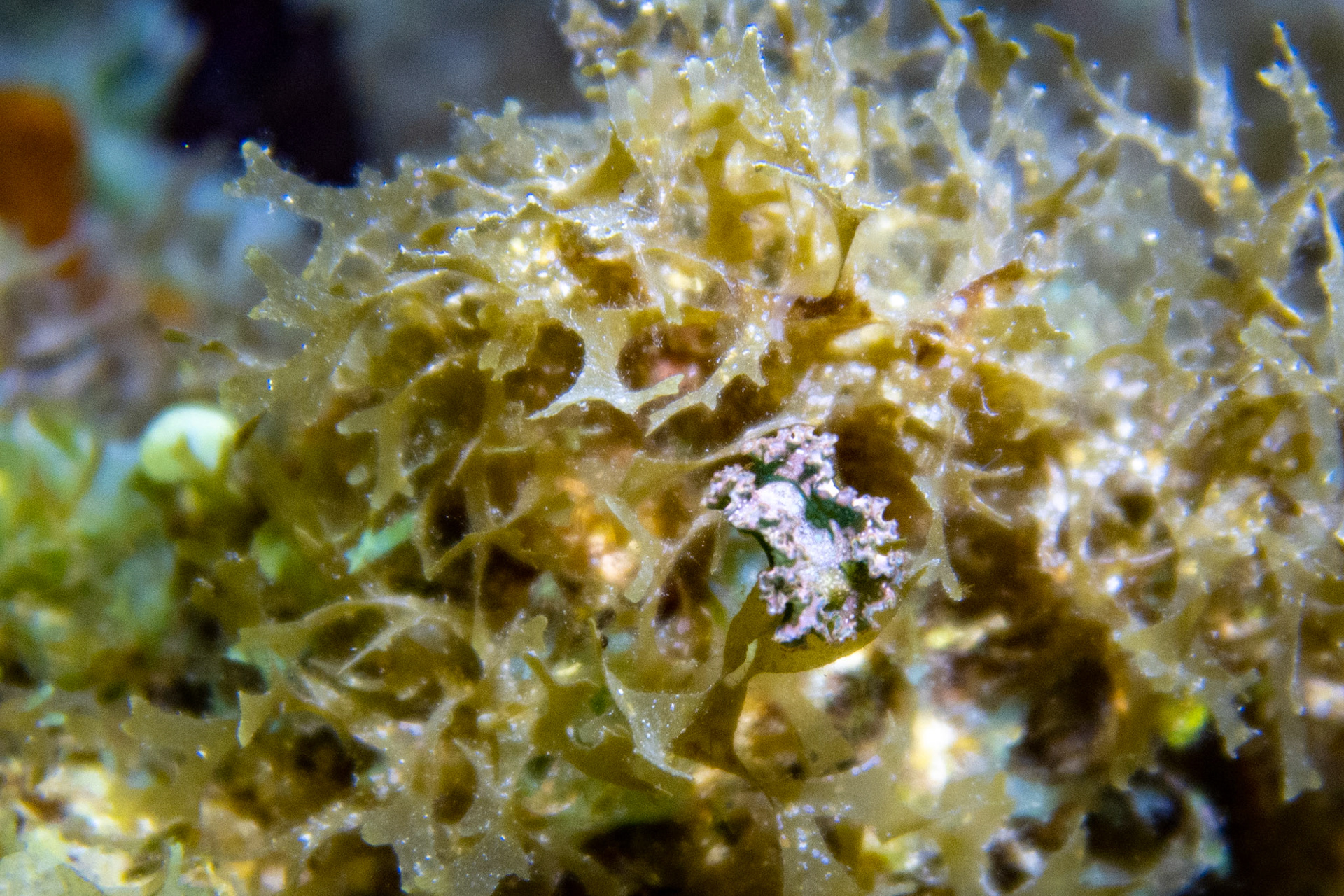 Sea Lettuce Slug