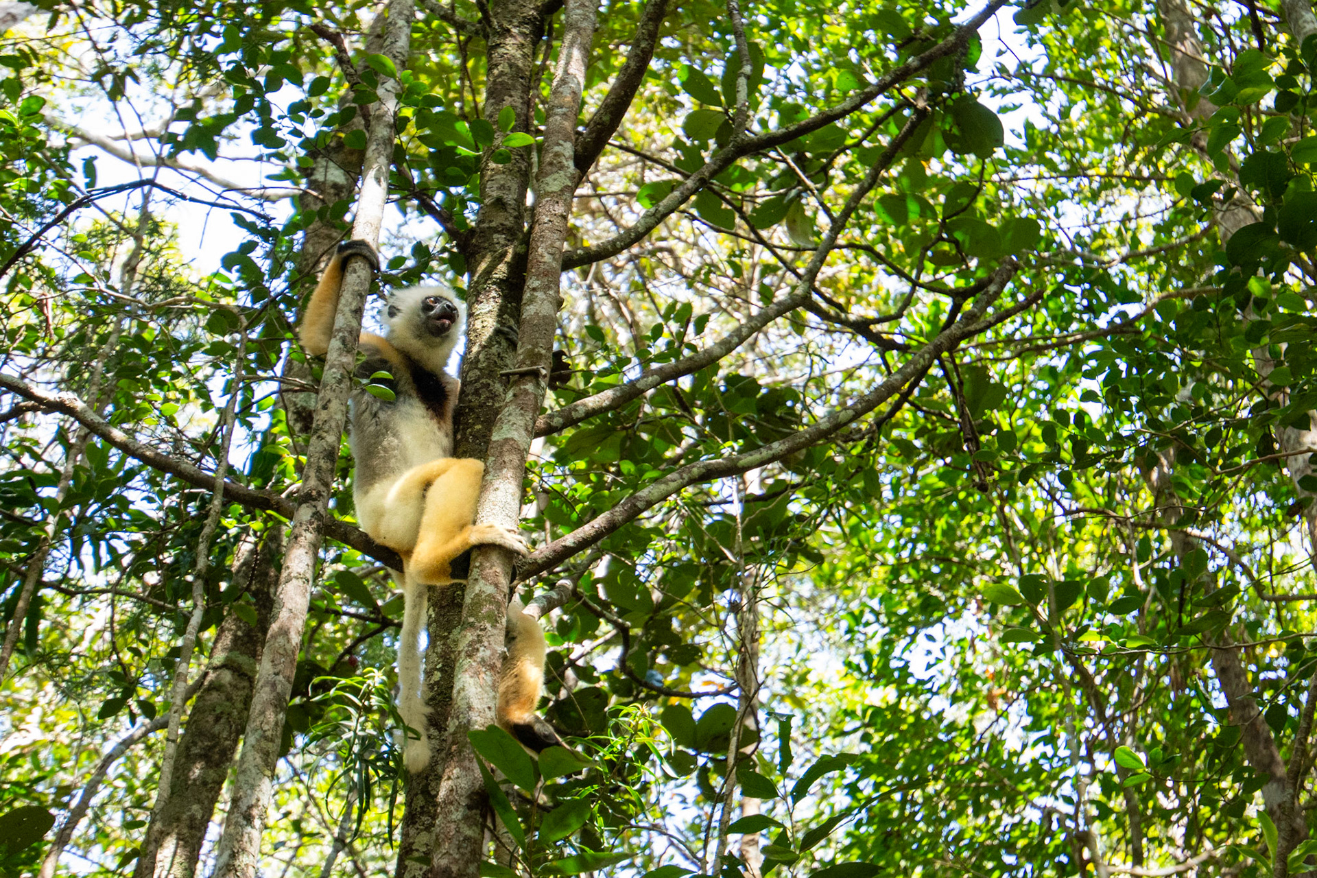 Diademed sifaka lemur