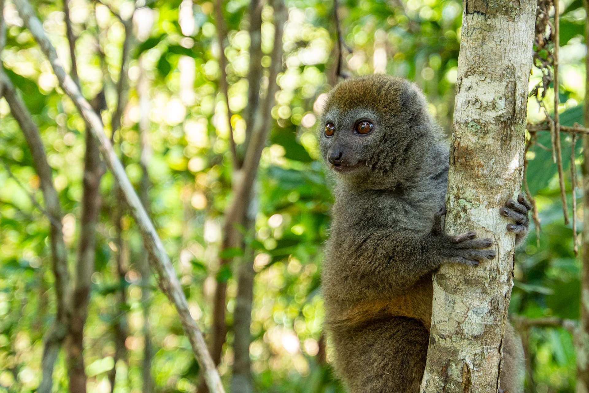 Bamboo lemur