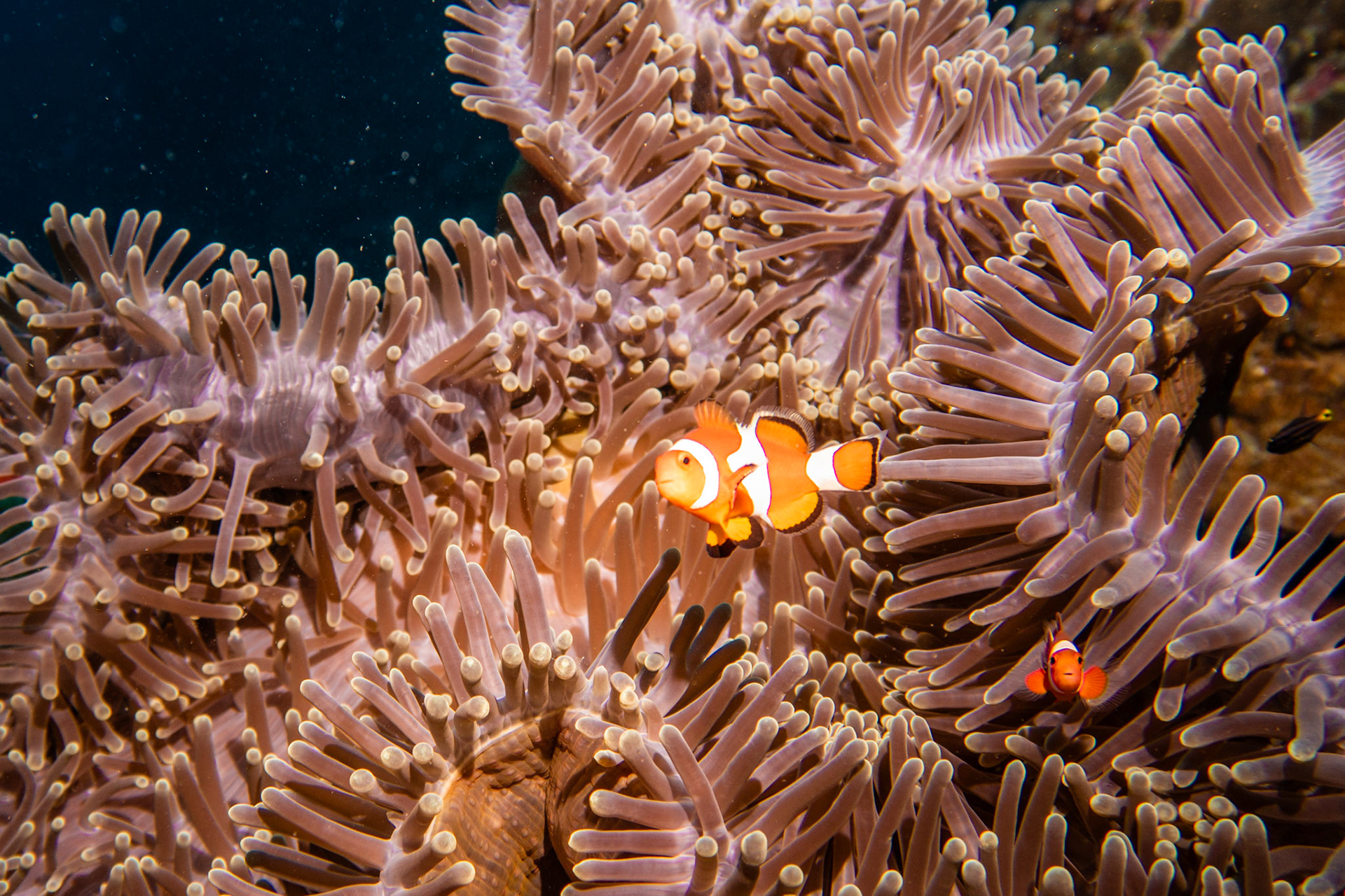False Clownfish