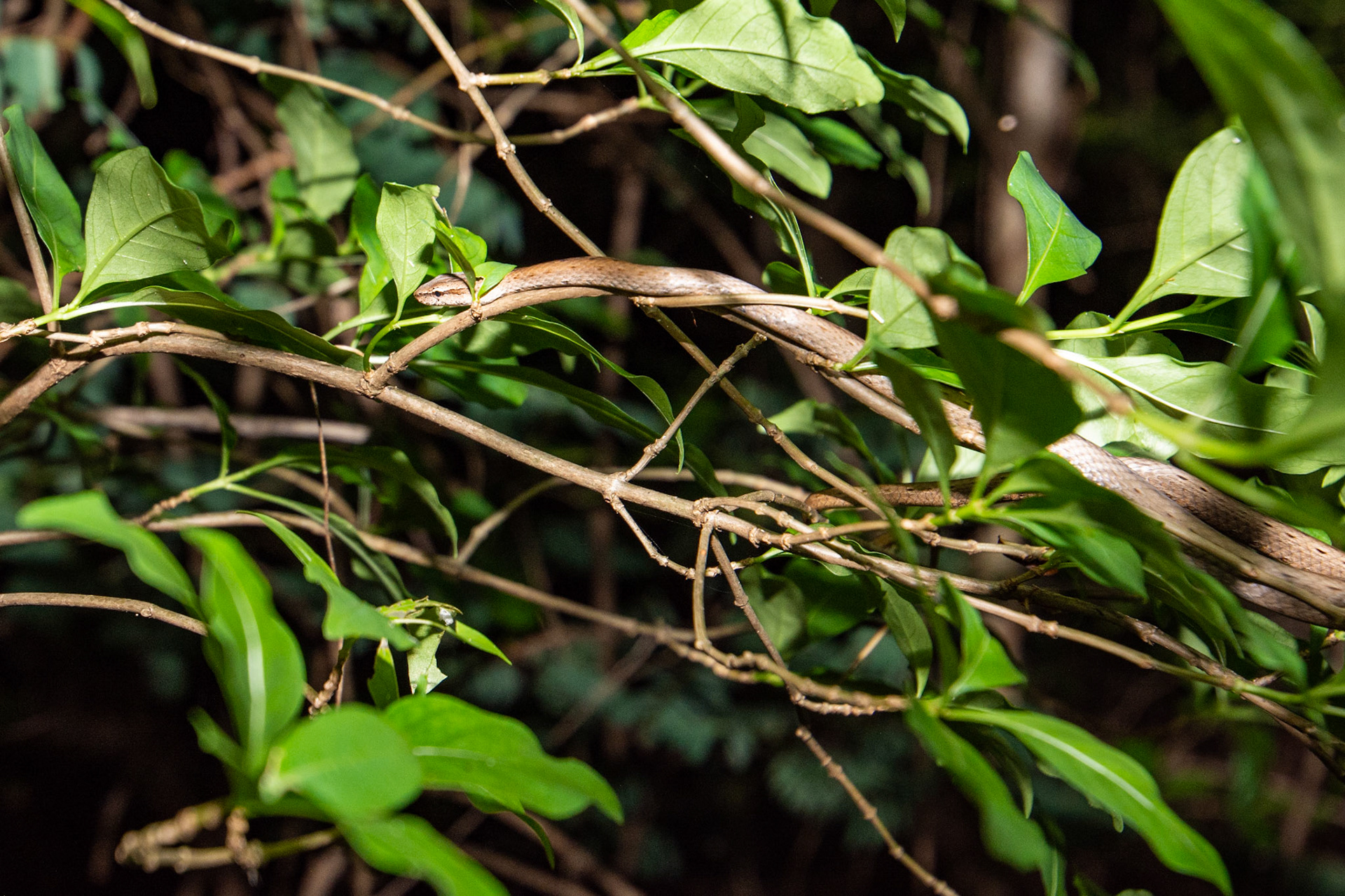 Tree snake