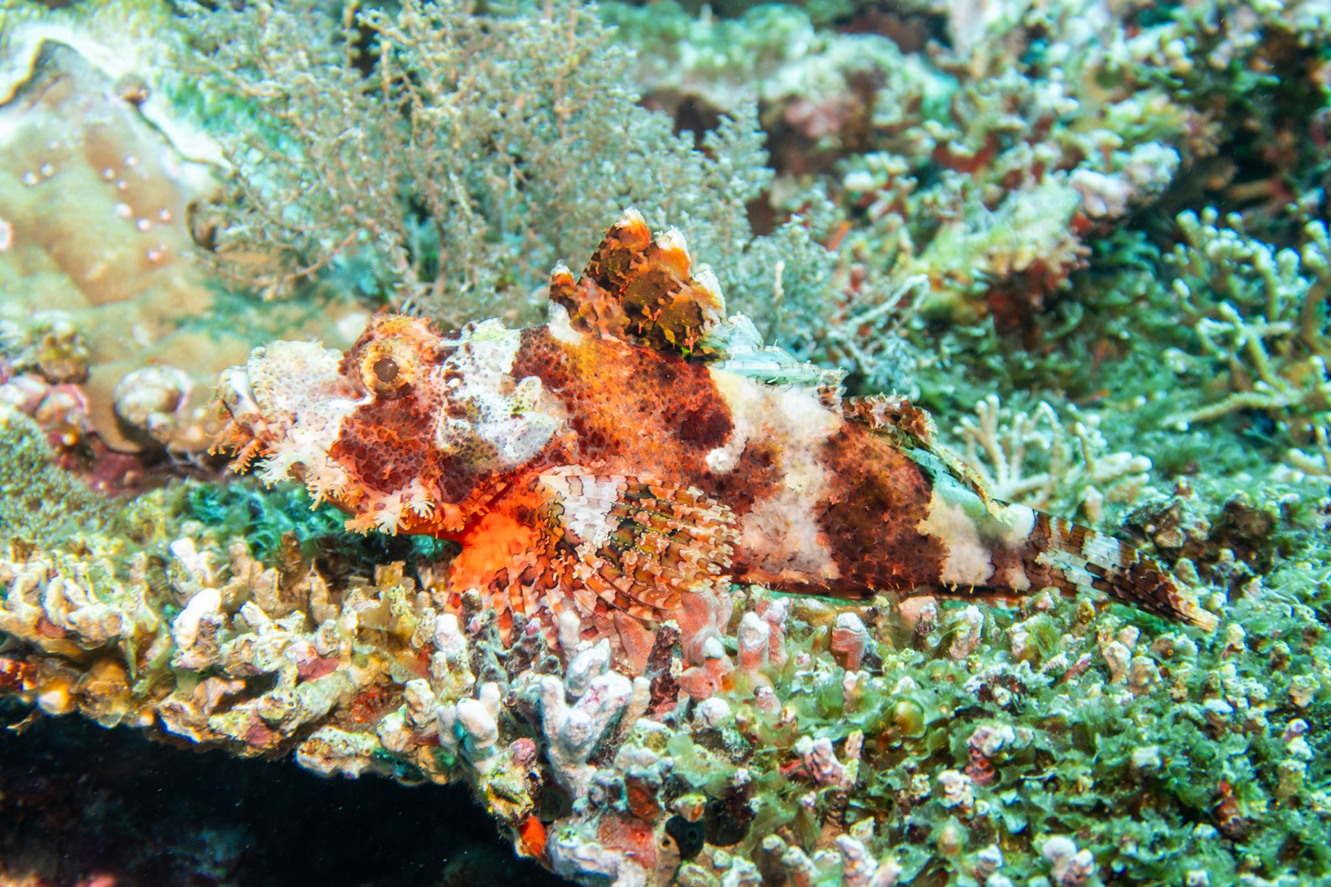 Scorpionfish