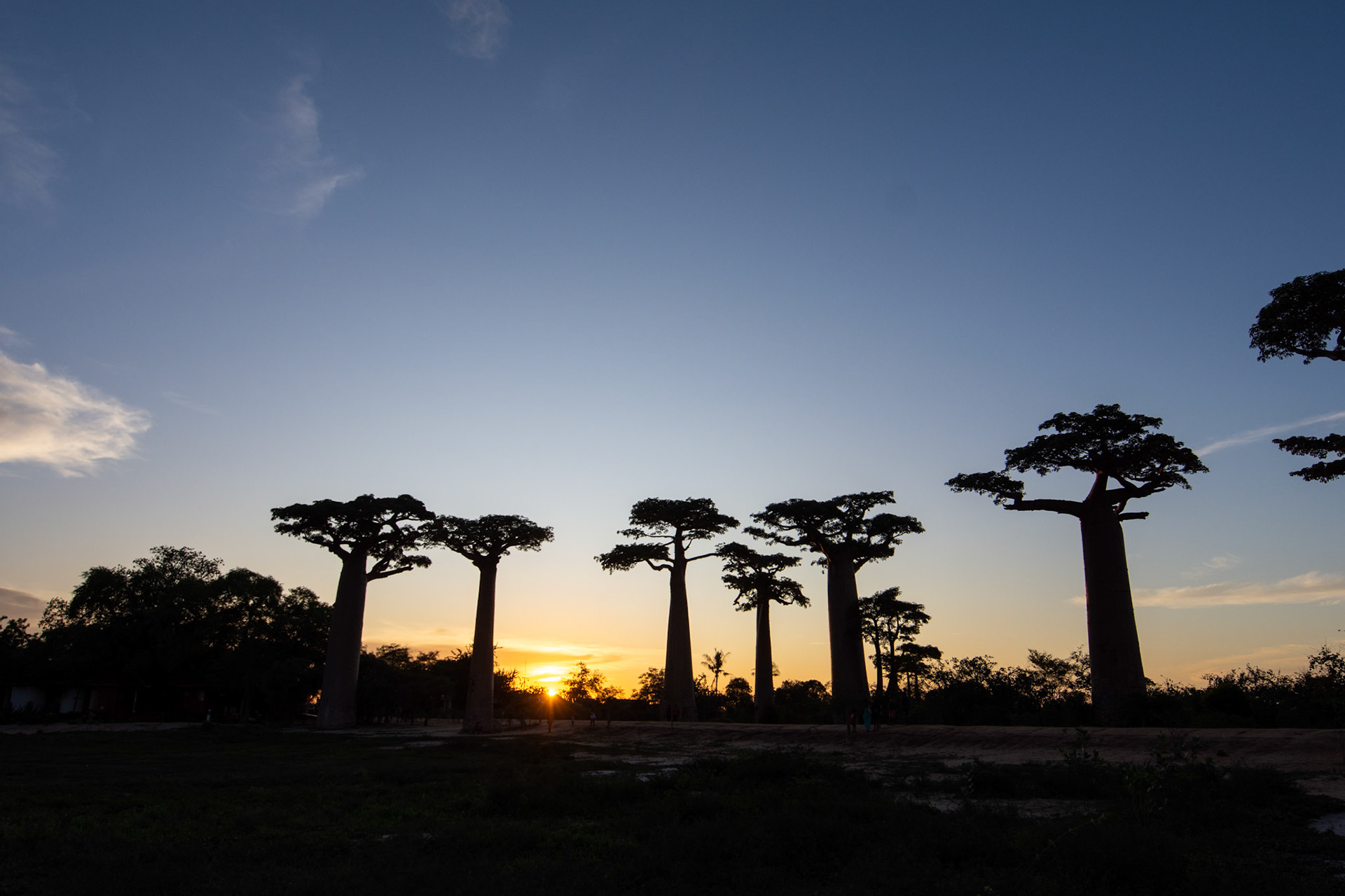 Baobab Alley at sunset