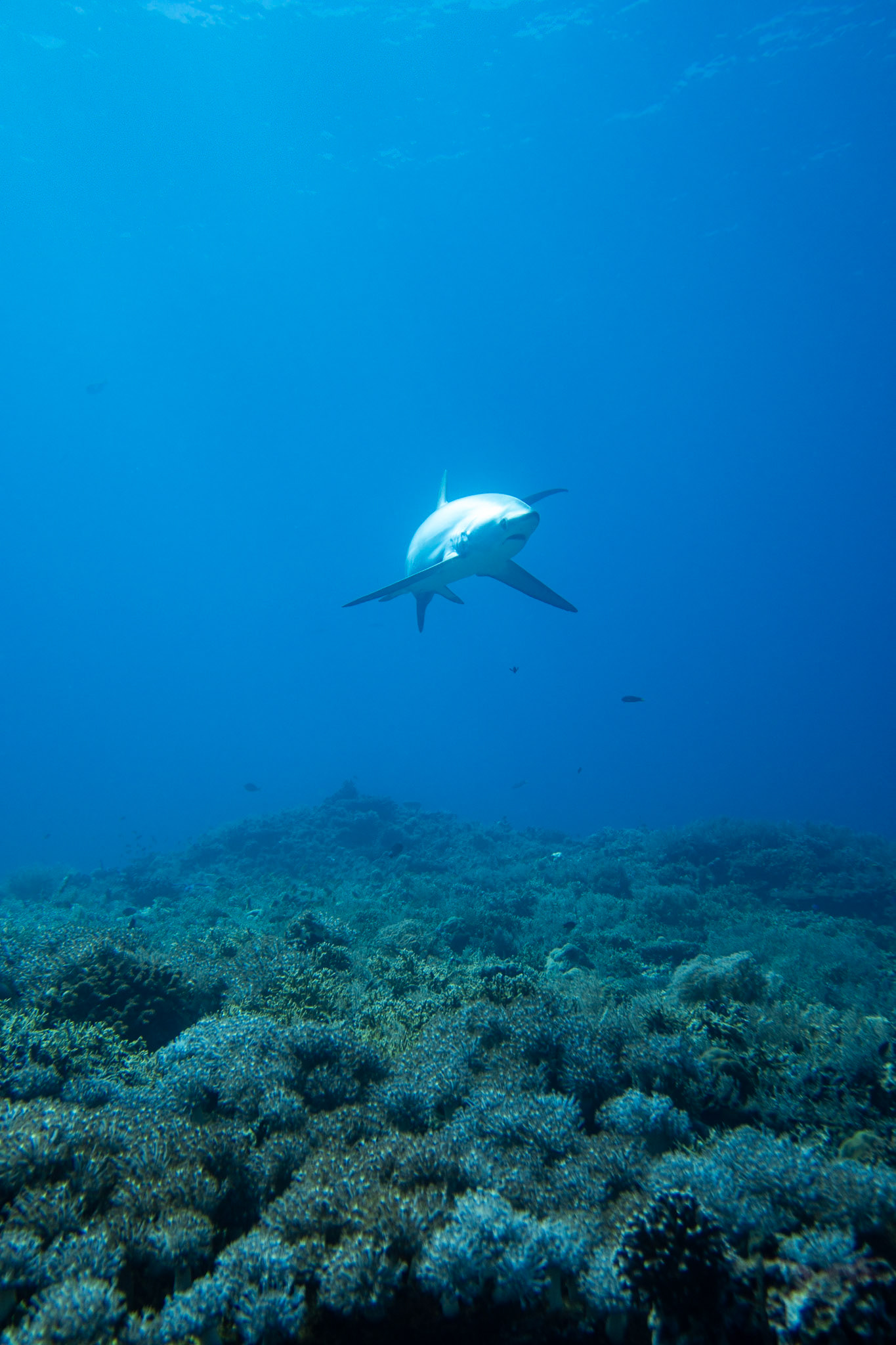Thresher shark