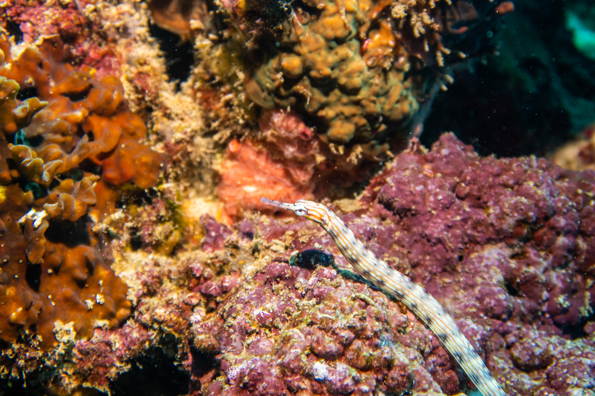 Reeftop pipefish