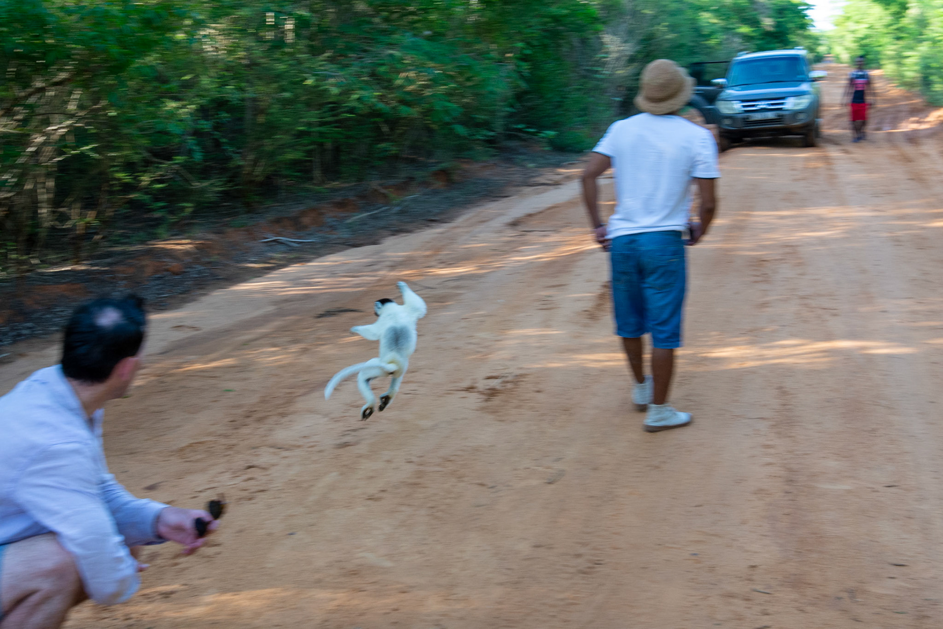 A dancing white lemur