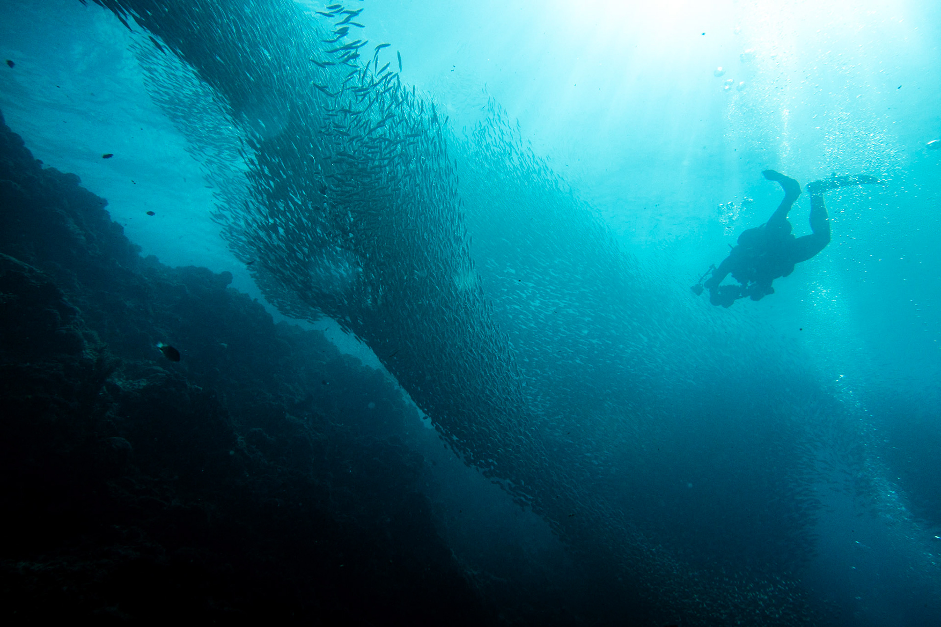 Sardine bait ball @ Moalboal