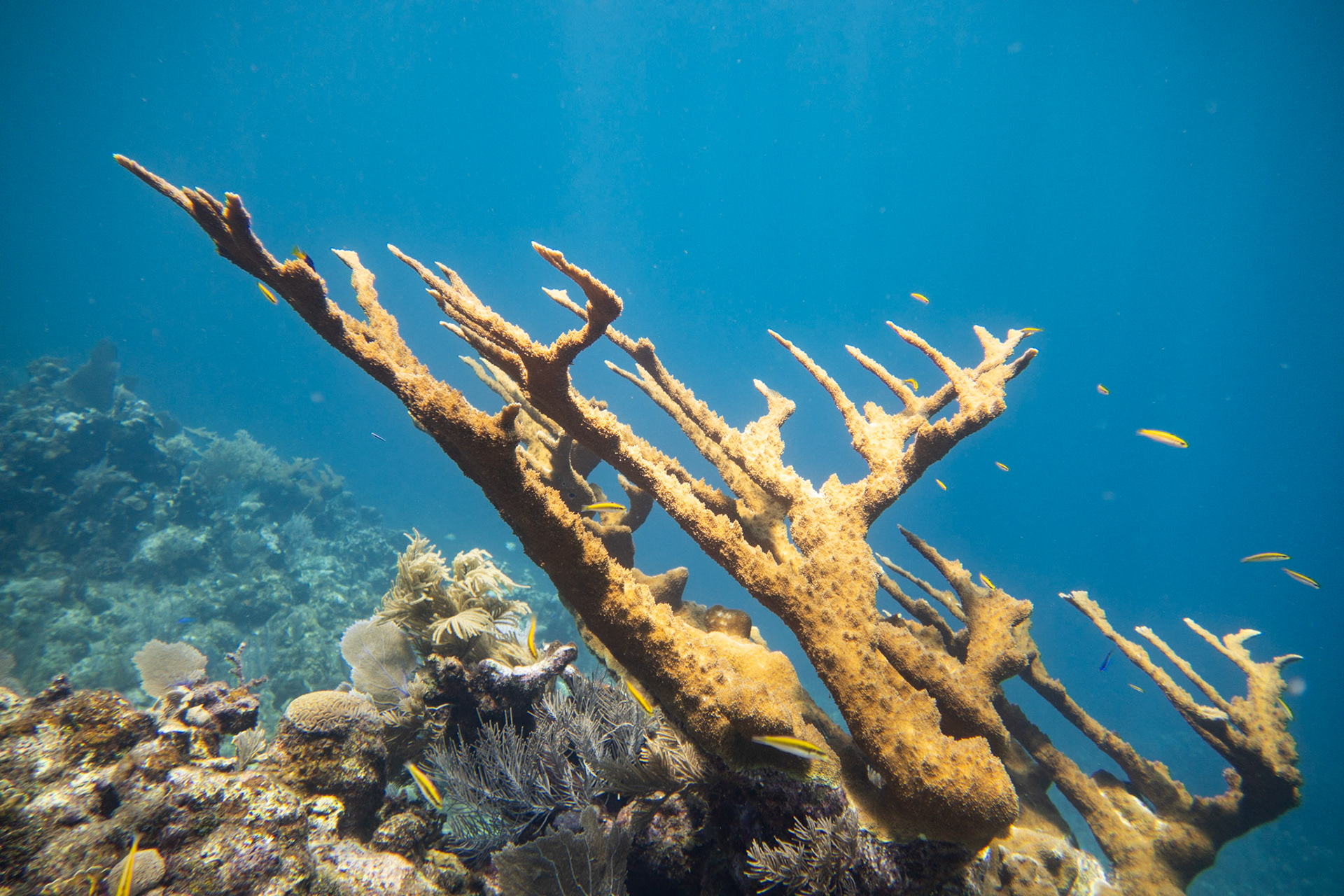 Elkhorn Coral