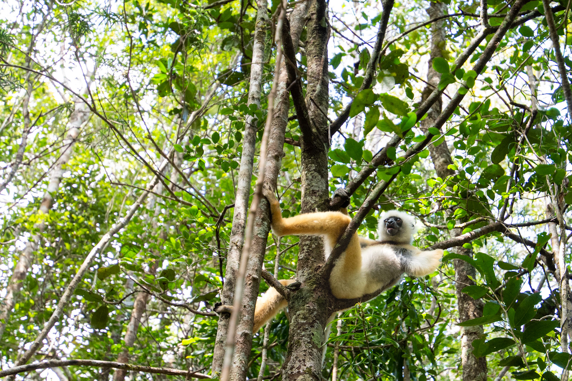Diademed sifaka lemur
