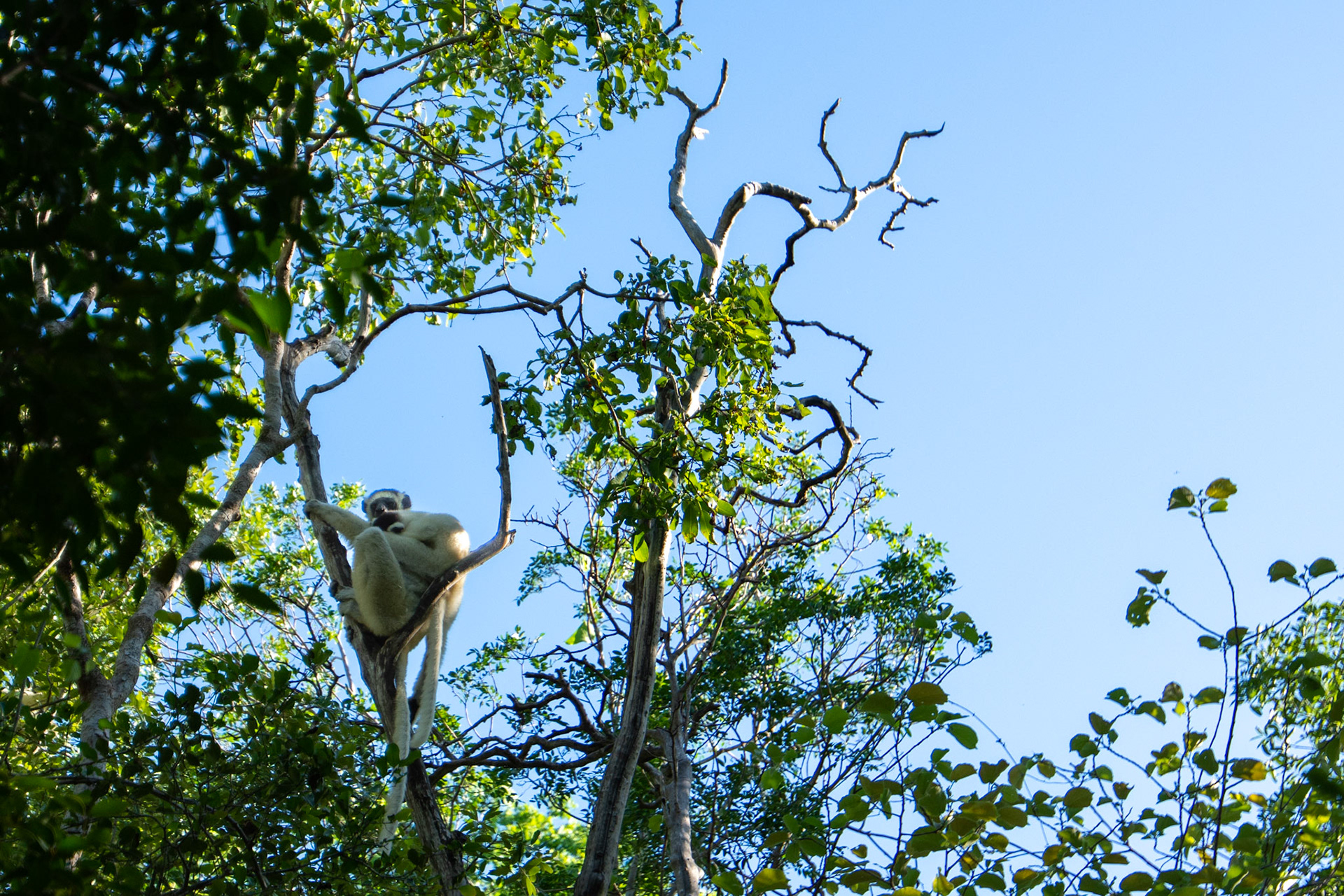 A dancing white lemur with infant