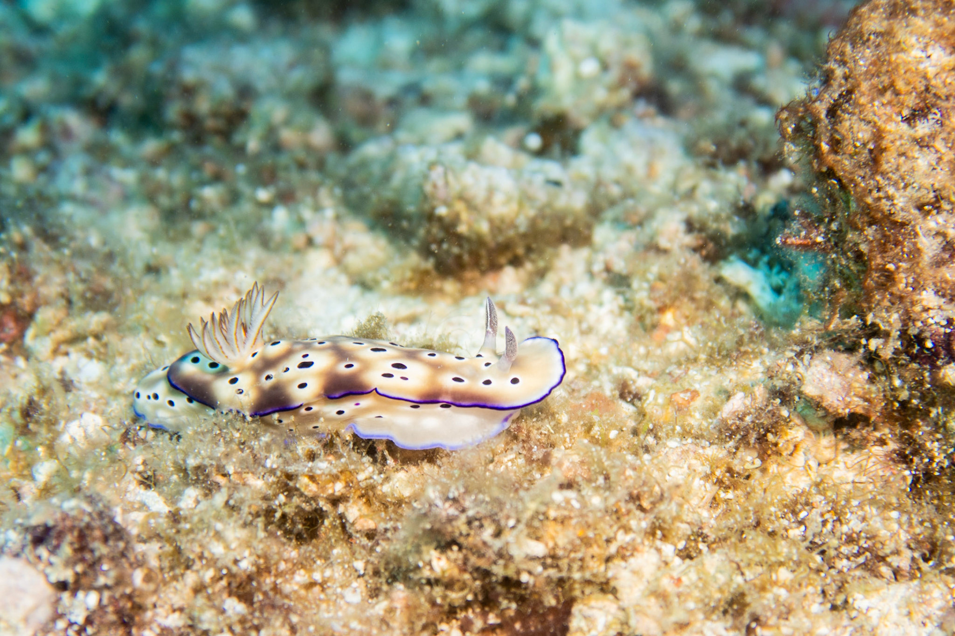 Nudibranch hypselodoris tryoni