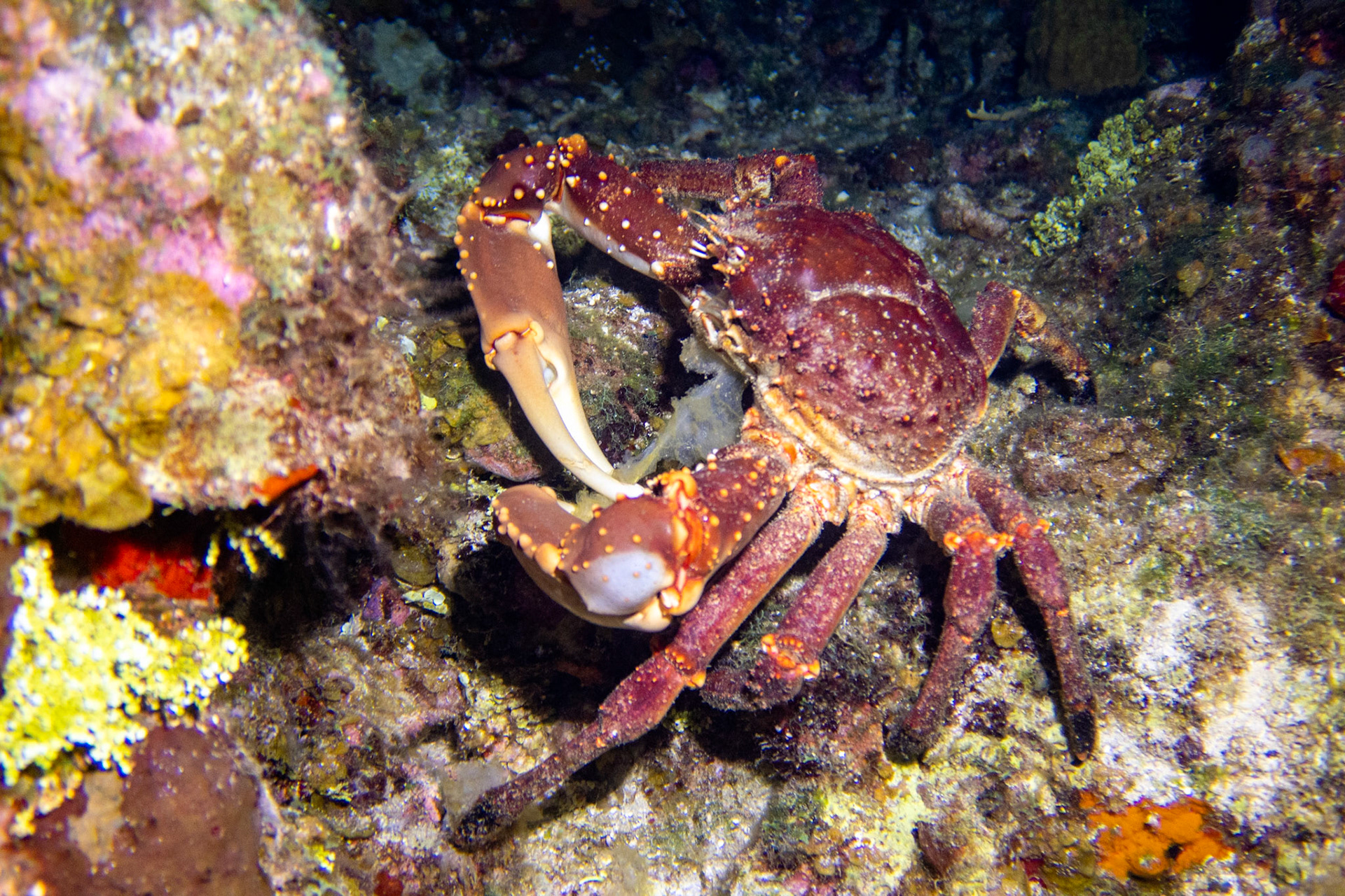 Channel Clinging Crab
