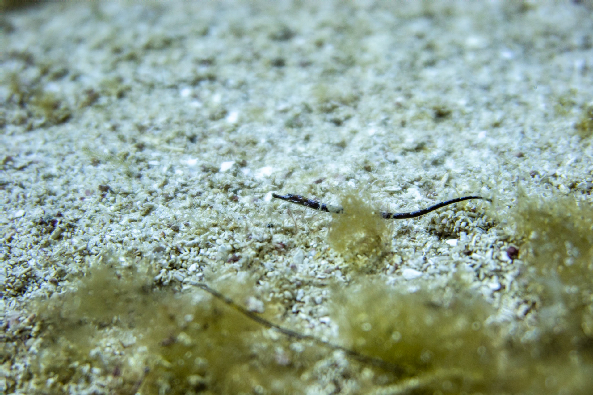 Pipefish
