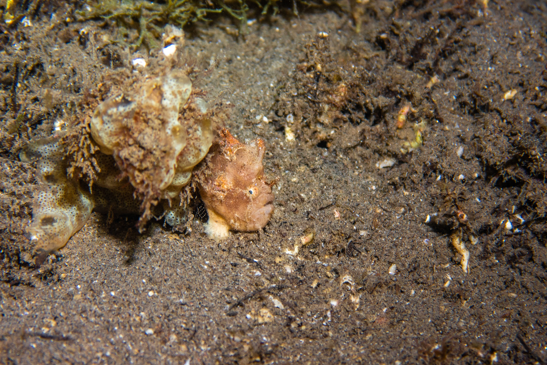 Spotted frogfish