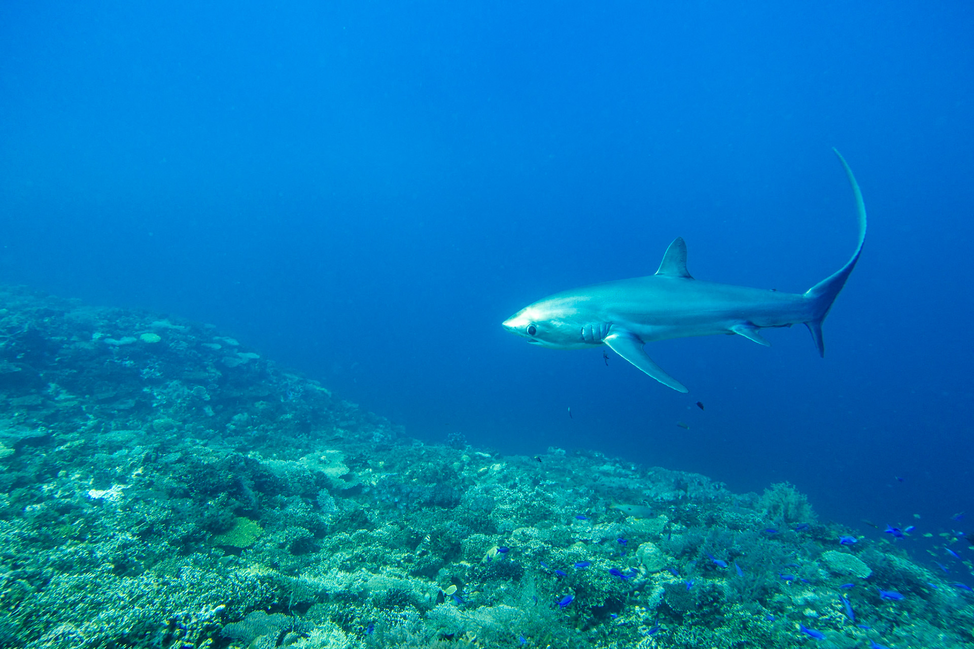 Thresher shark