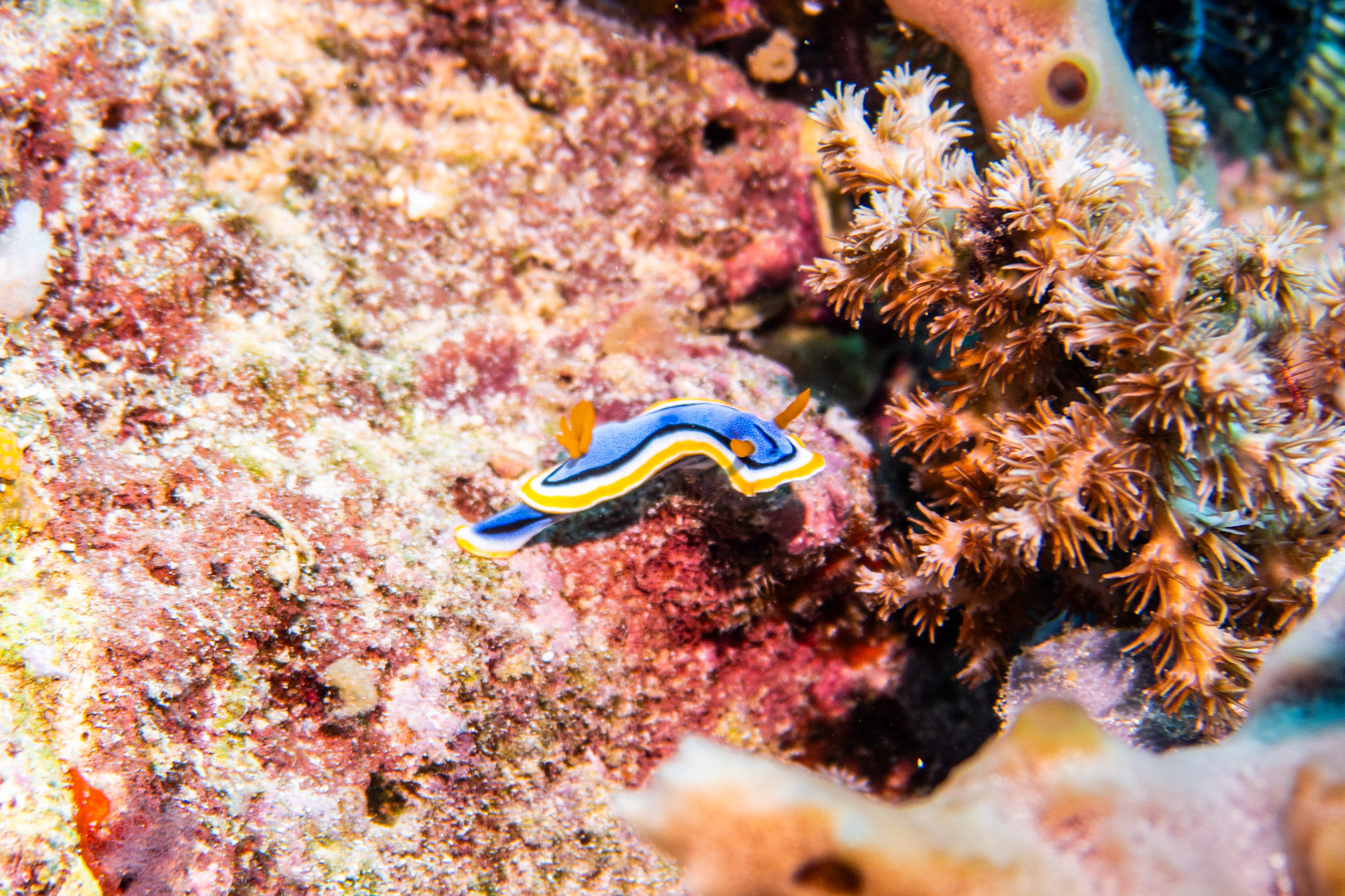 Nudibranch chromodoris annae