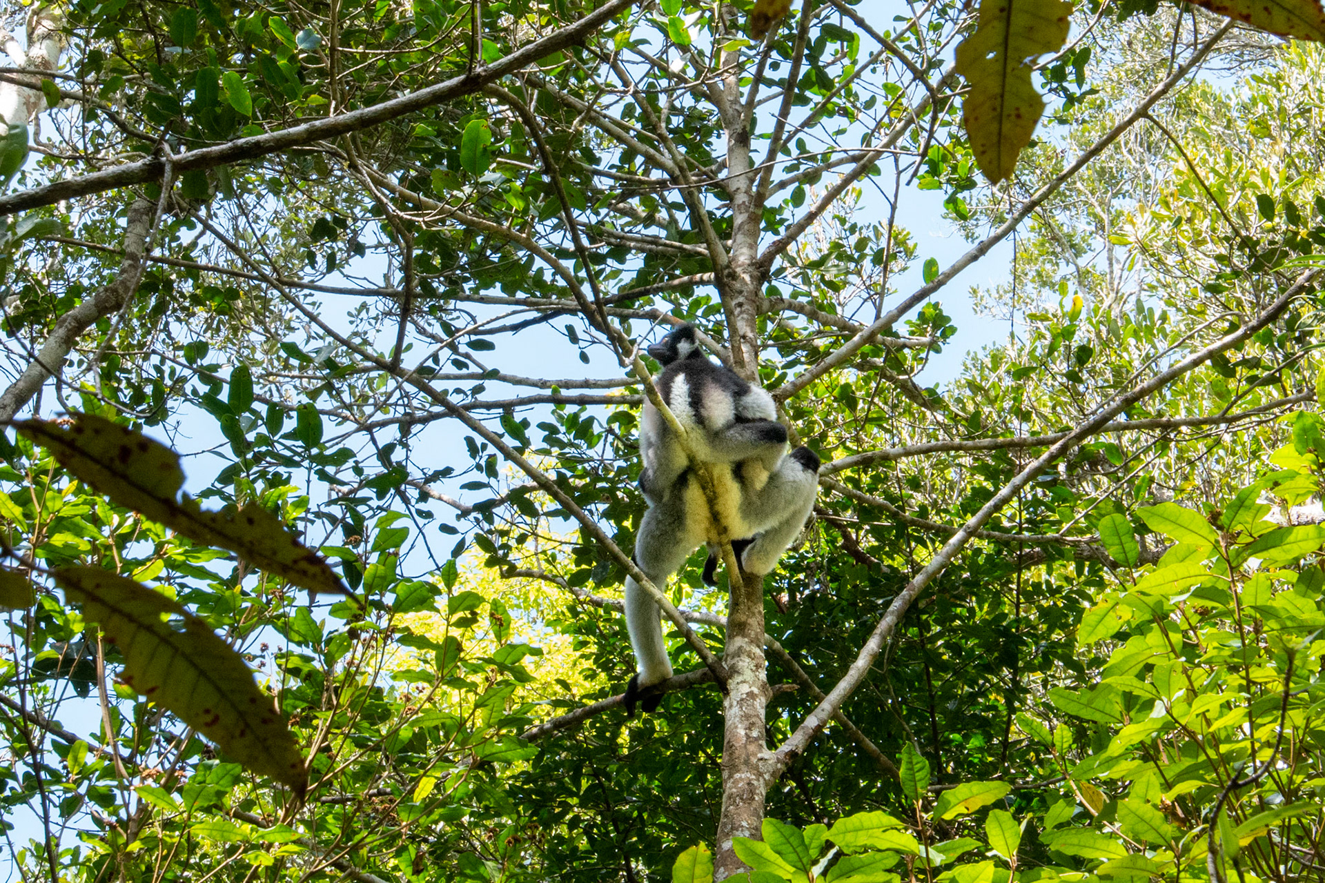 Indri lemur with infant