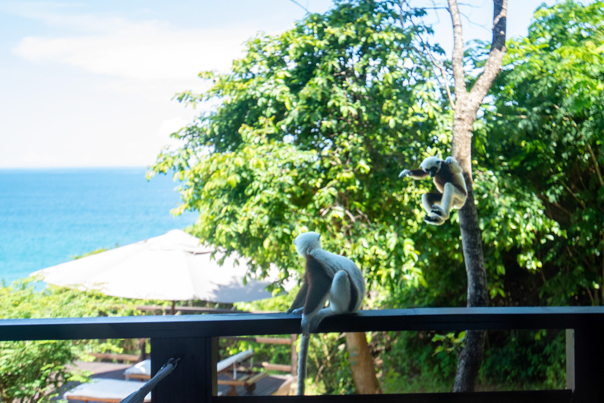 Coquerel's sifaka lemurs