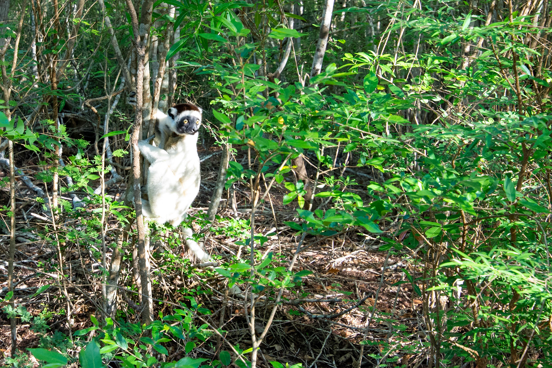 A dancing white lemur