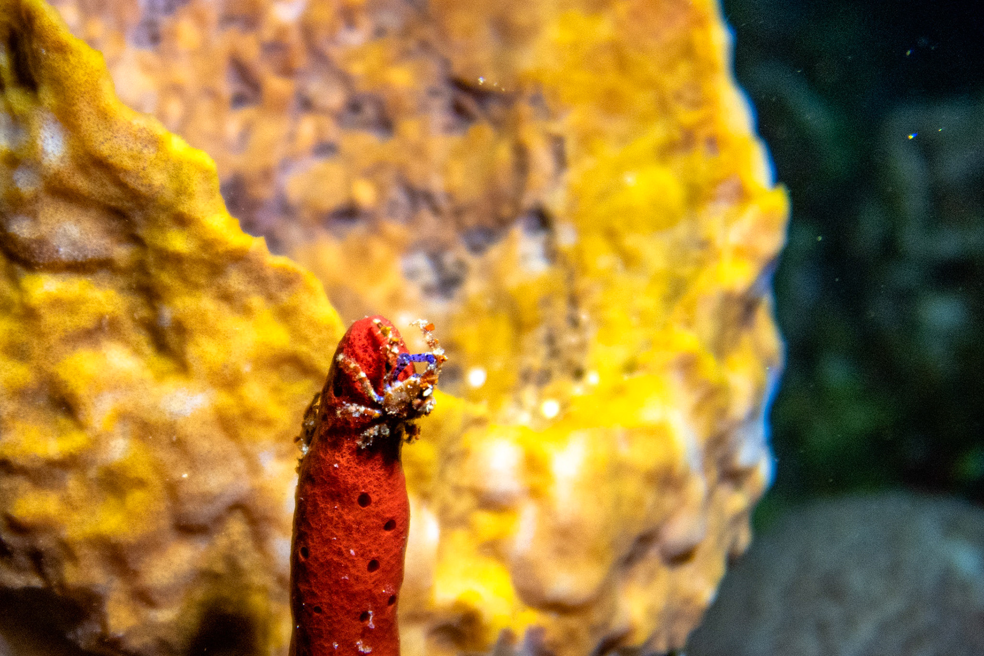 Cryptic Teardrop Crab