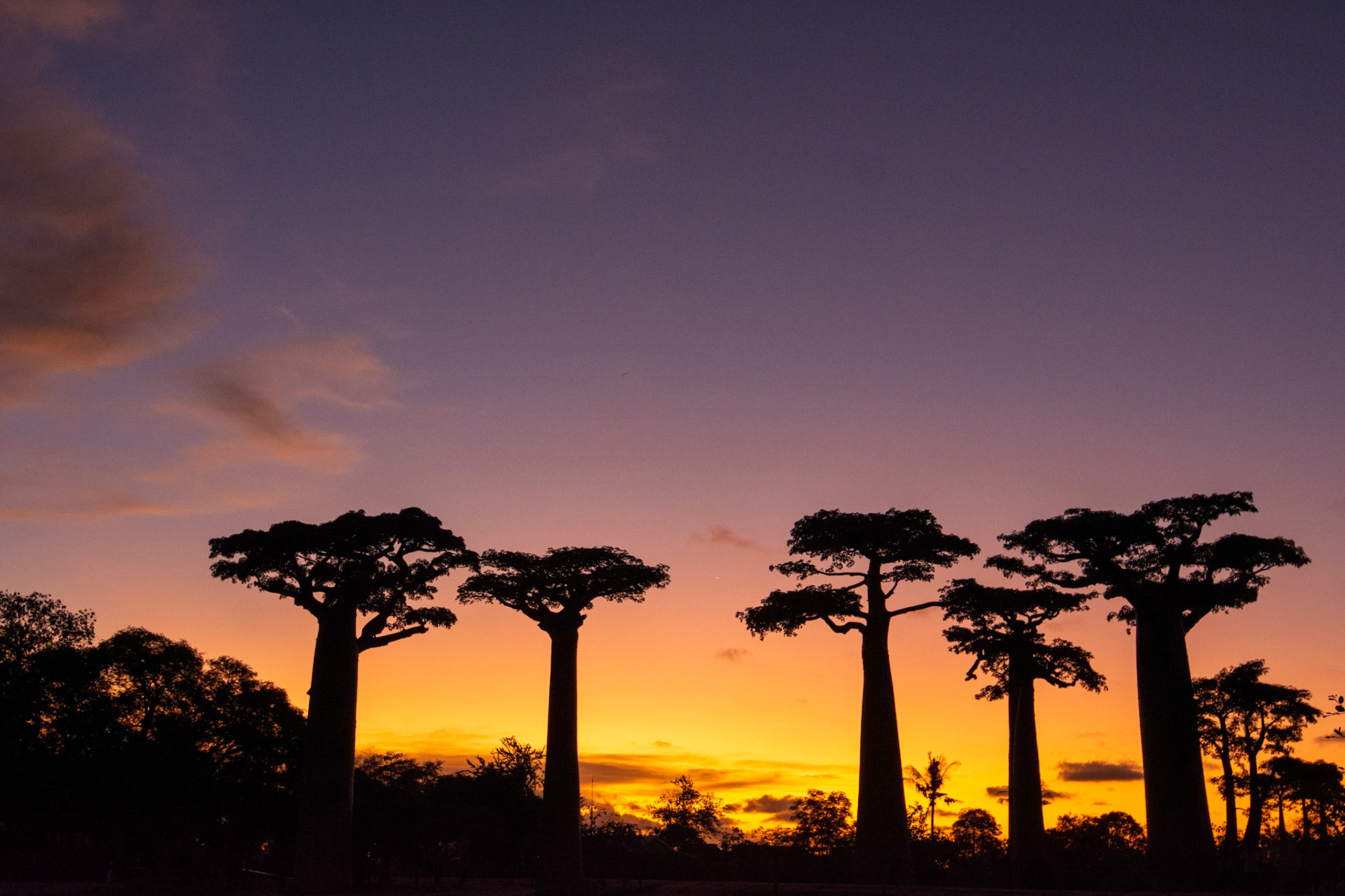 Baobab Alley at sunset