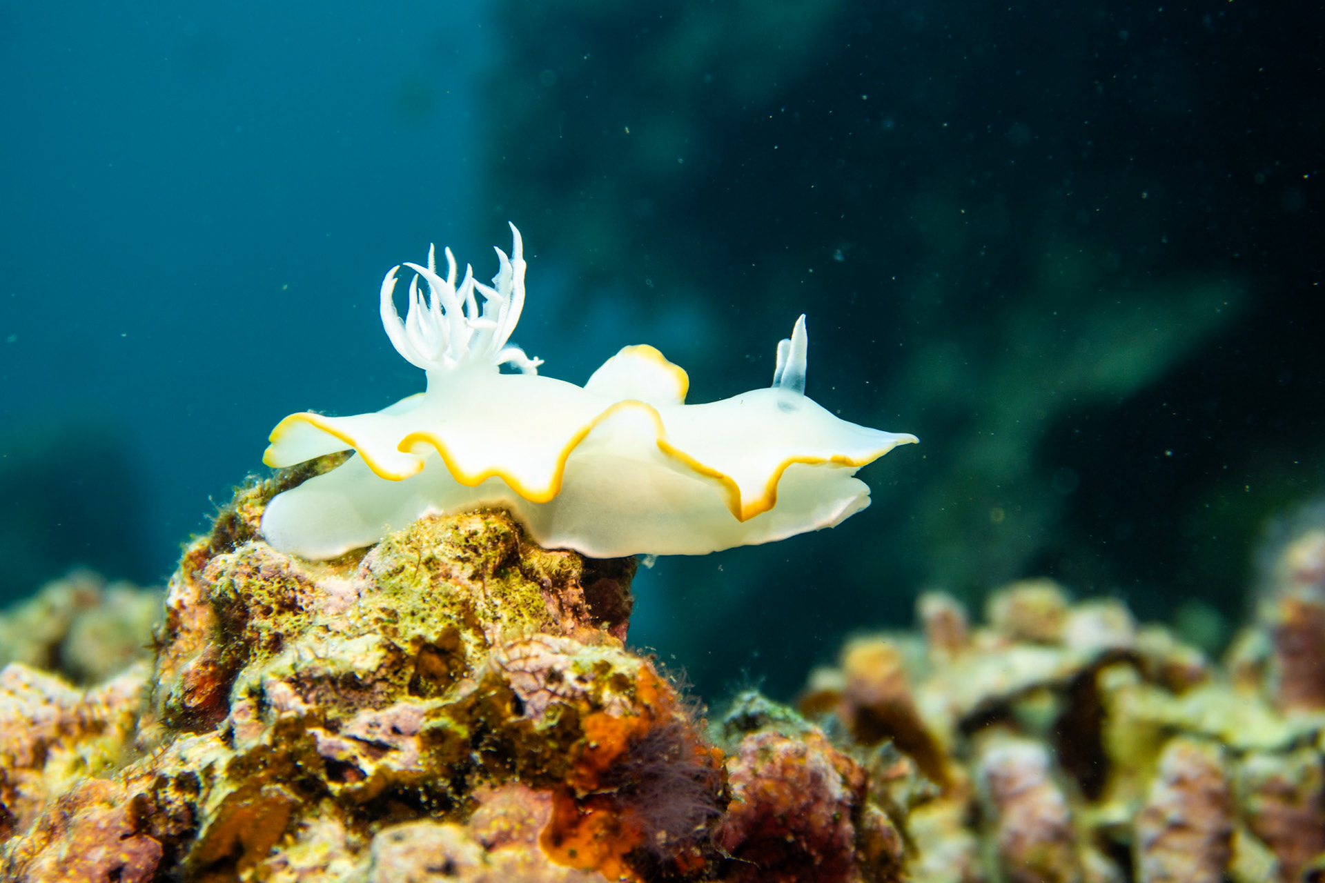 Nudibranch ardeadoris egretta rudman