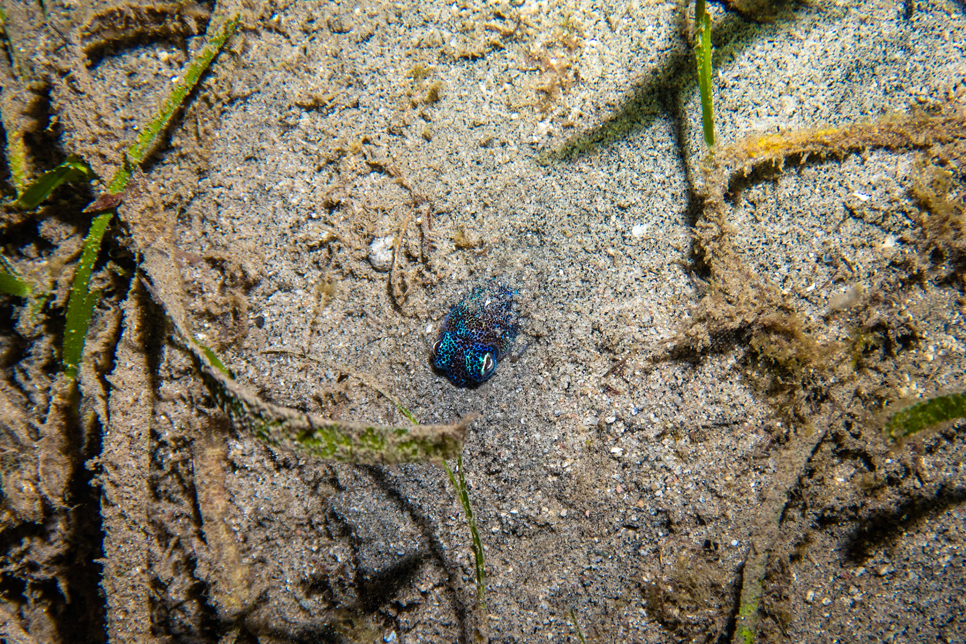 Bobtail squid - burying itself in the sand