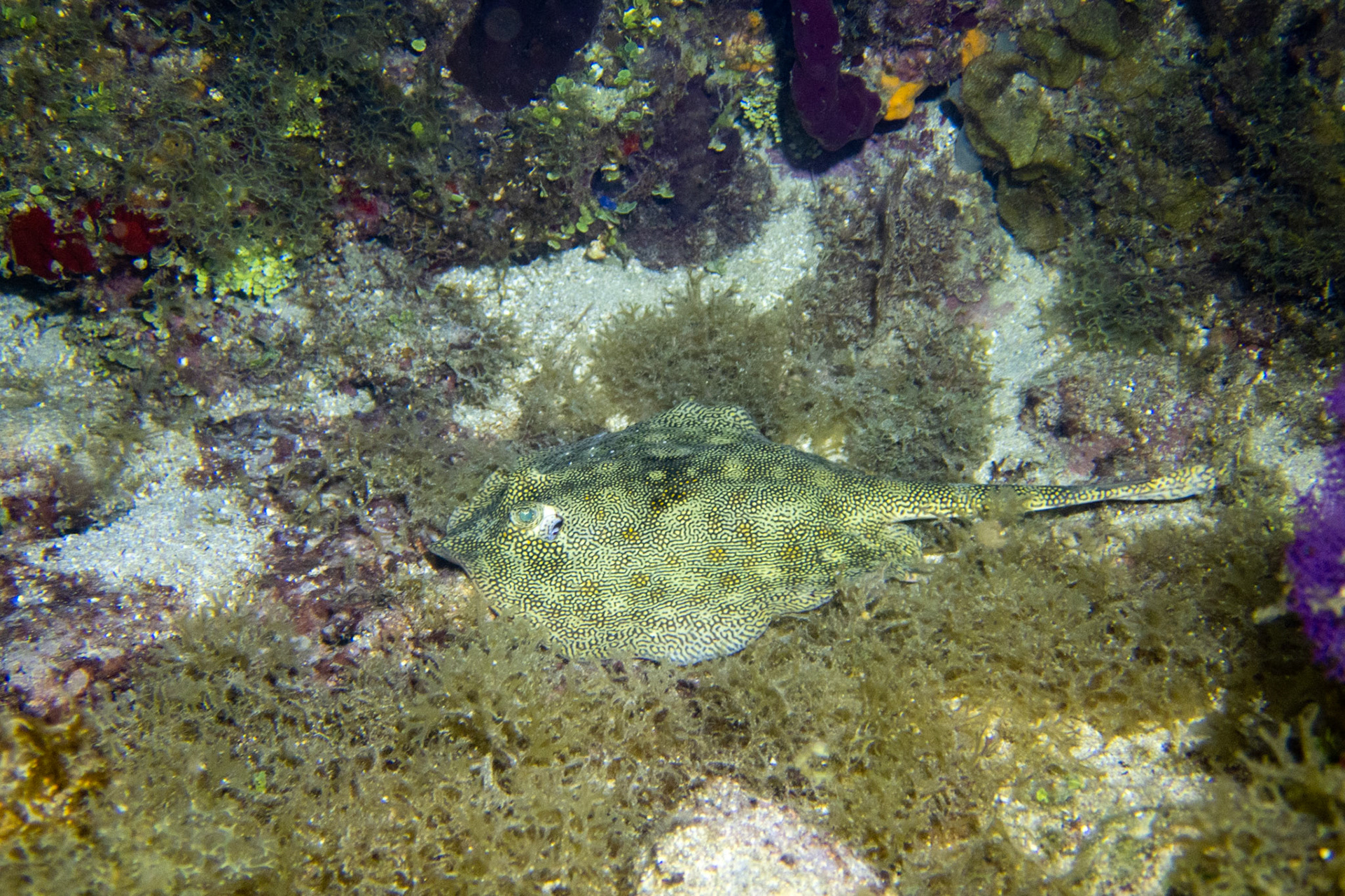 Sting Ray