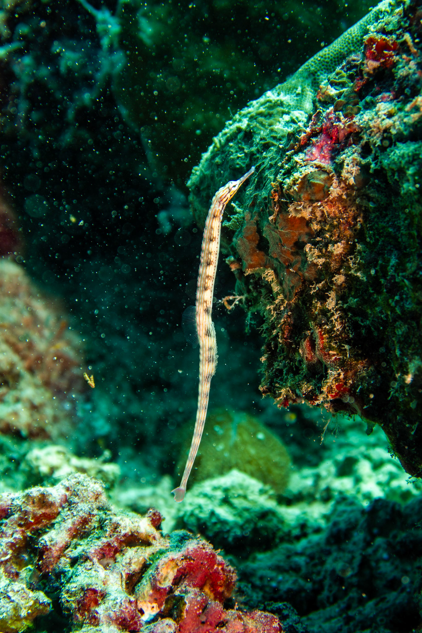 Pregnant reeftop pipefish