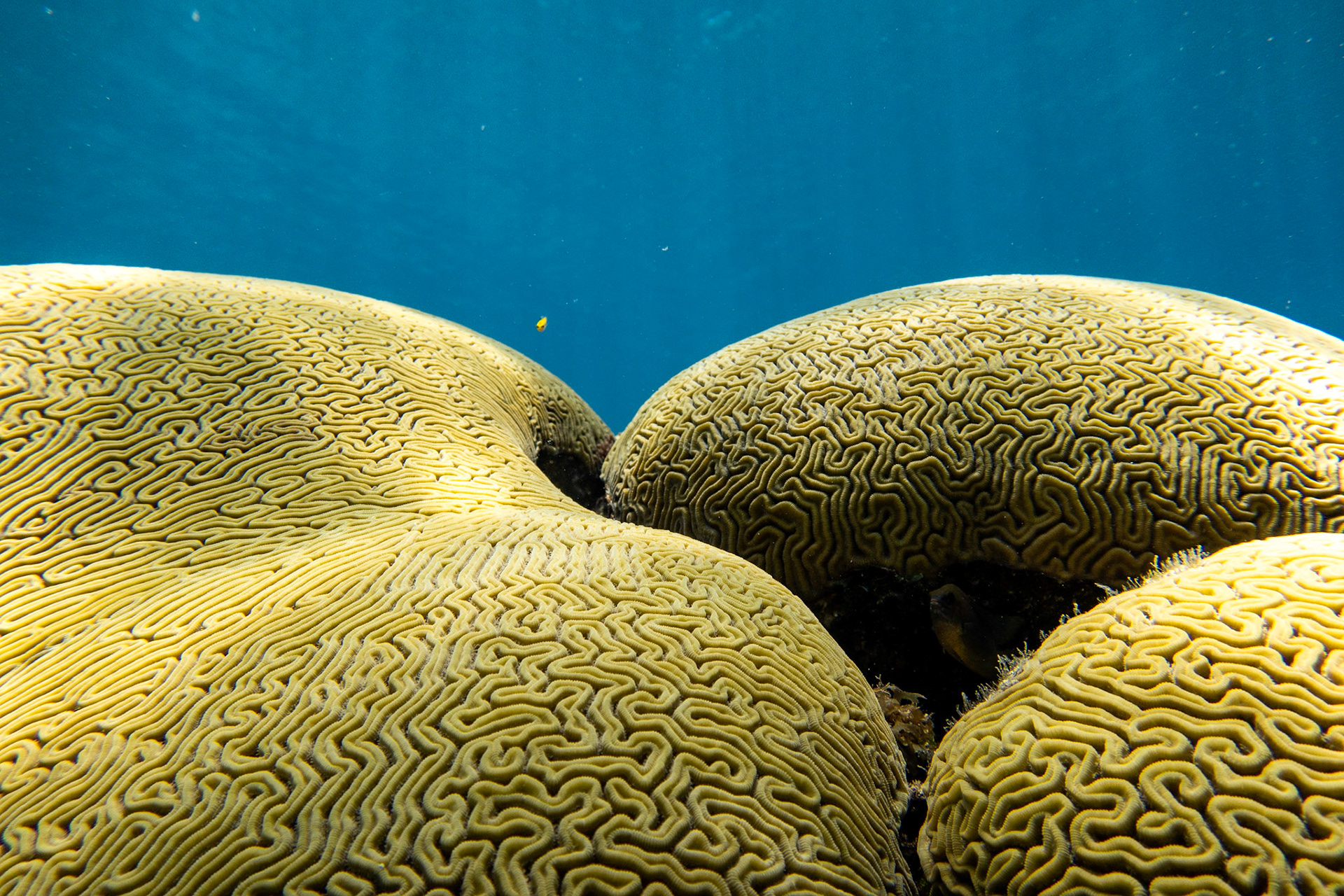 Brain Coral