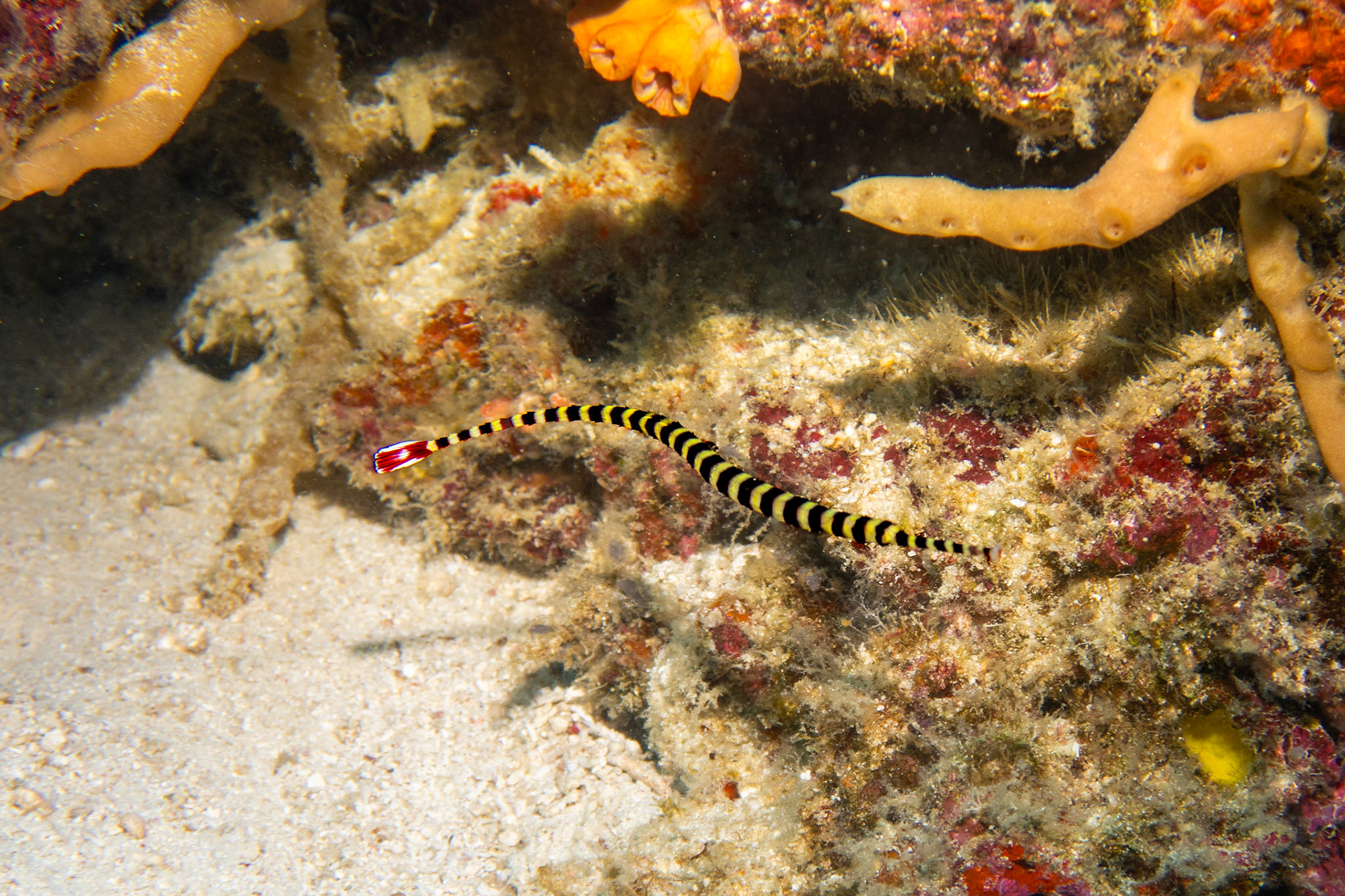 Banded pipefish