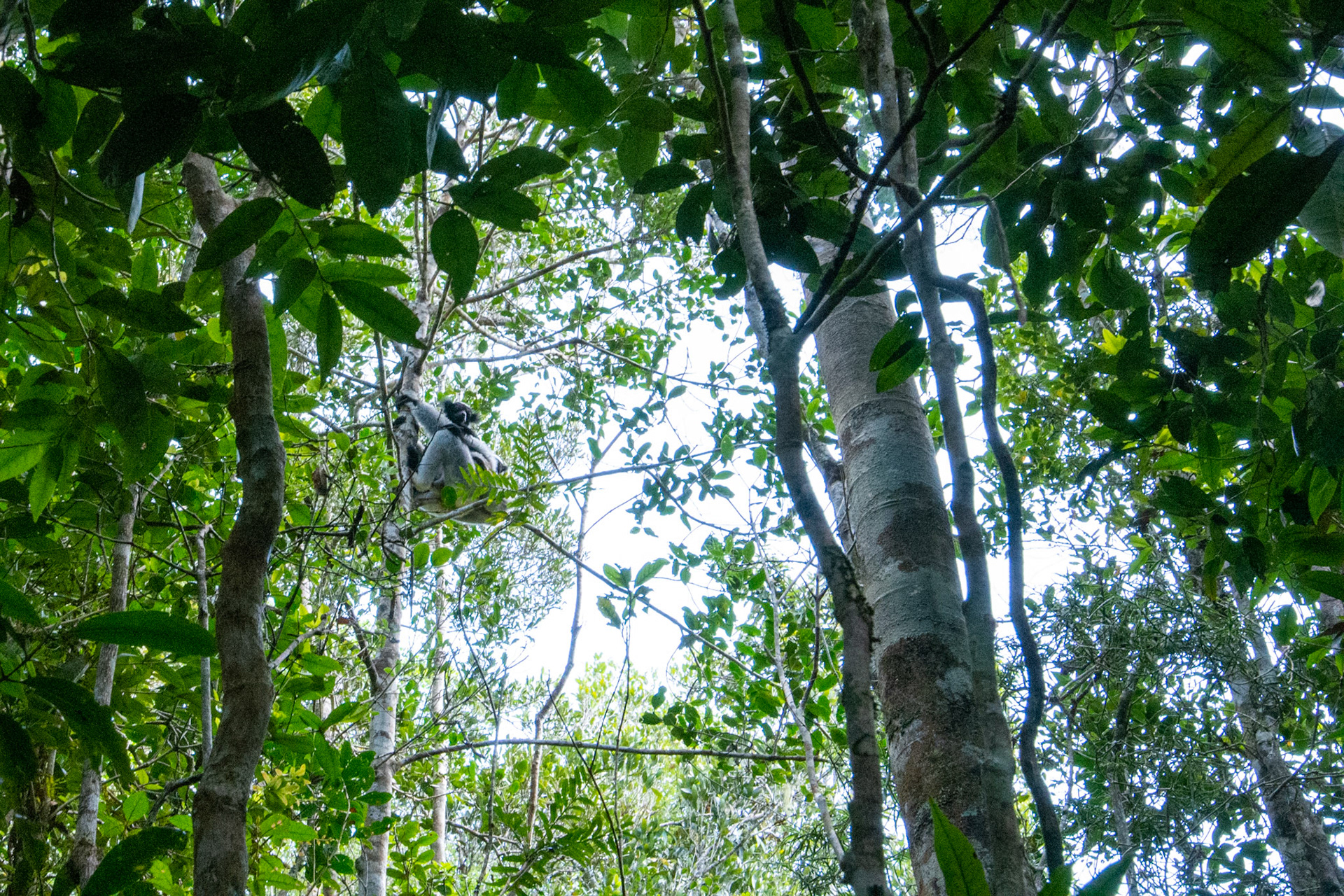Indri lemur with infant