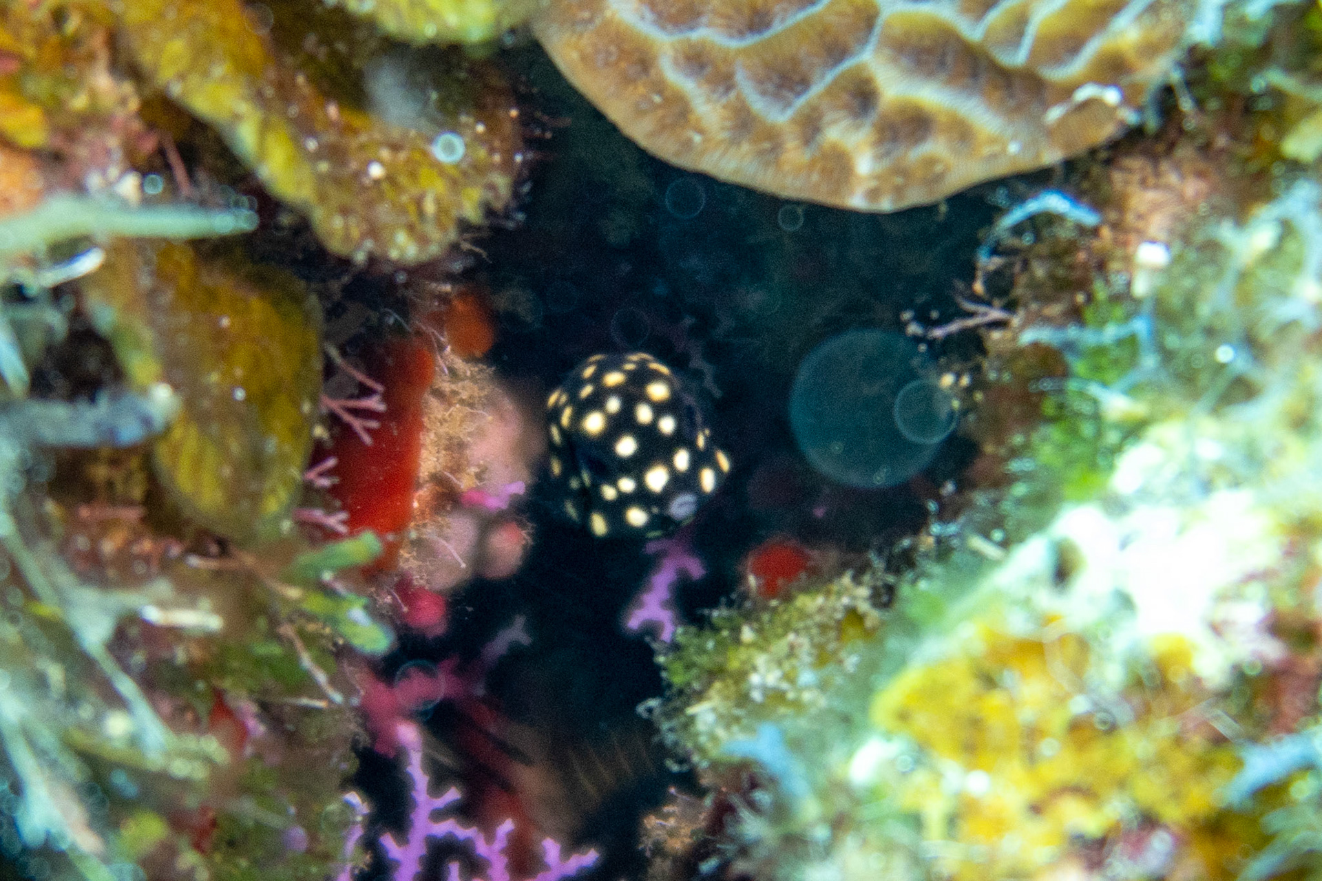 Juvenile Smooth Trunkfish