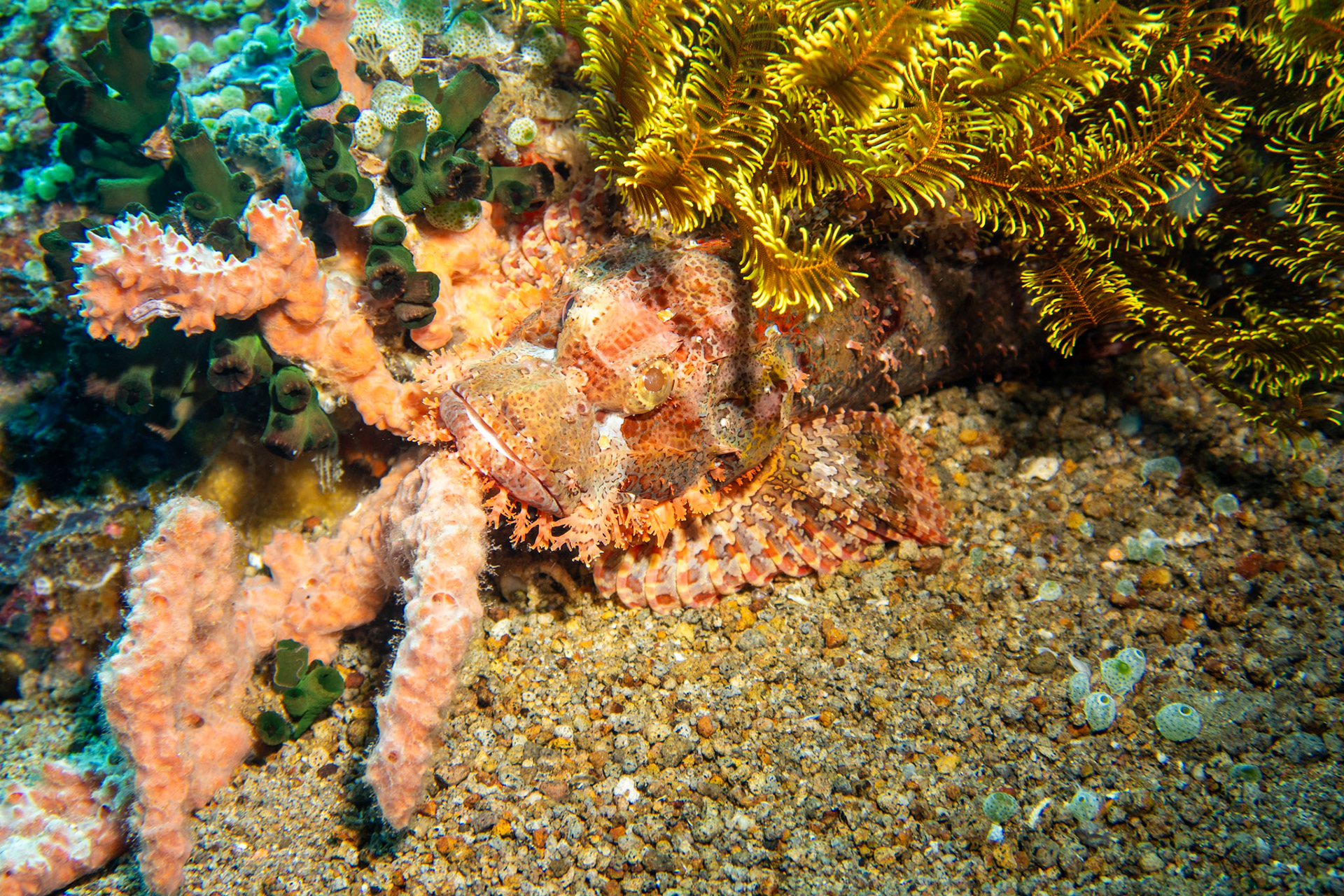 Scorpionfish