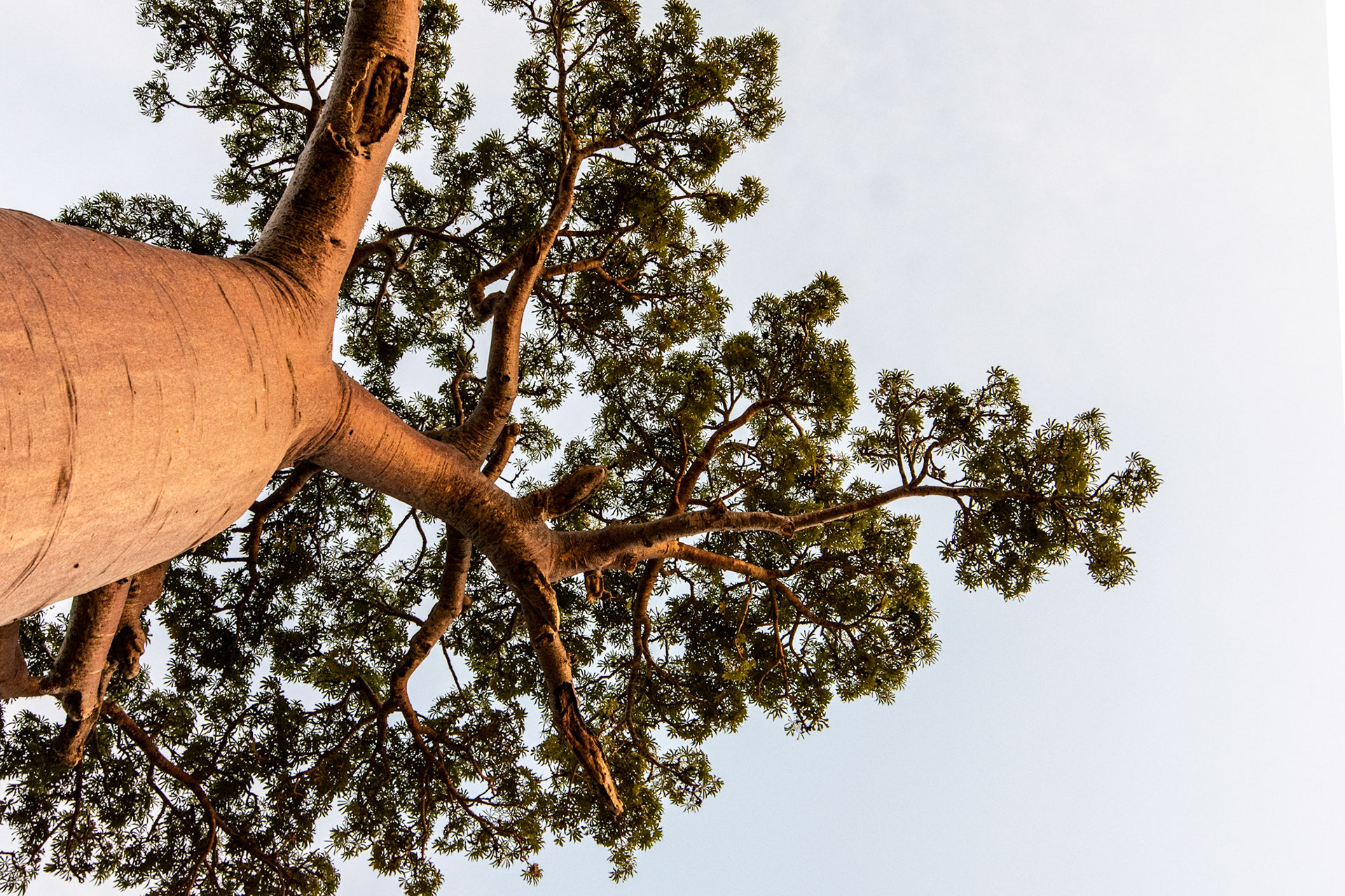 Baobabs